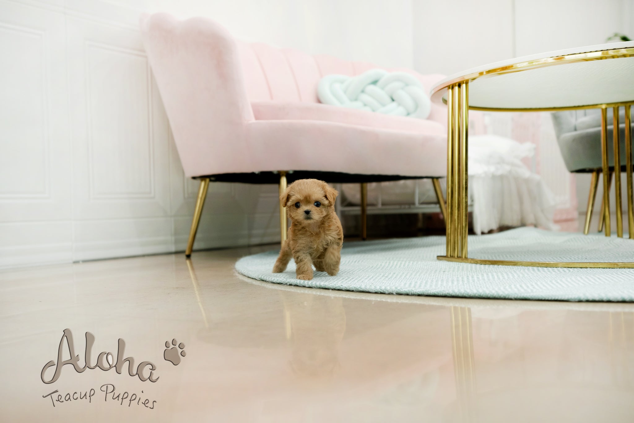 Mabel [TEACUP MALTIPOO]
