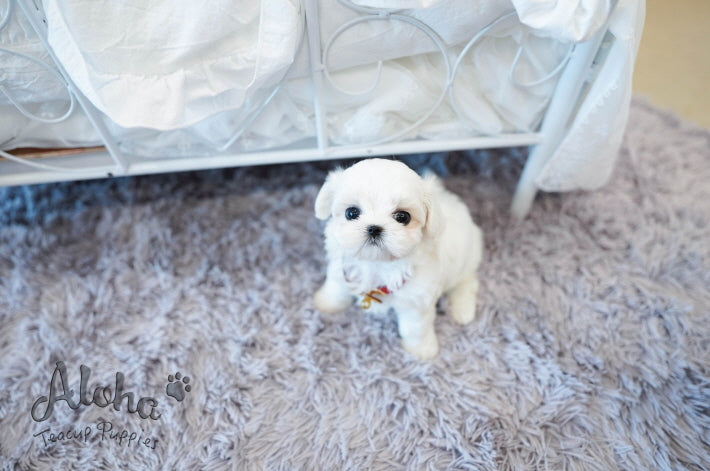 Lily [TEACUP MALTESE]