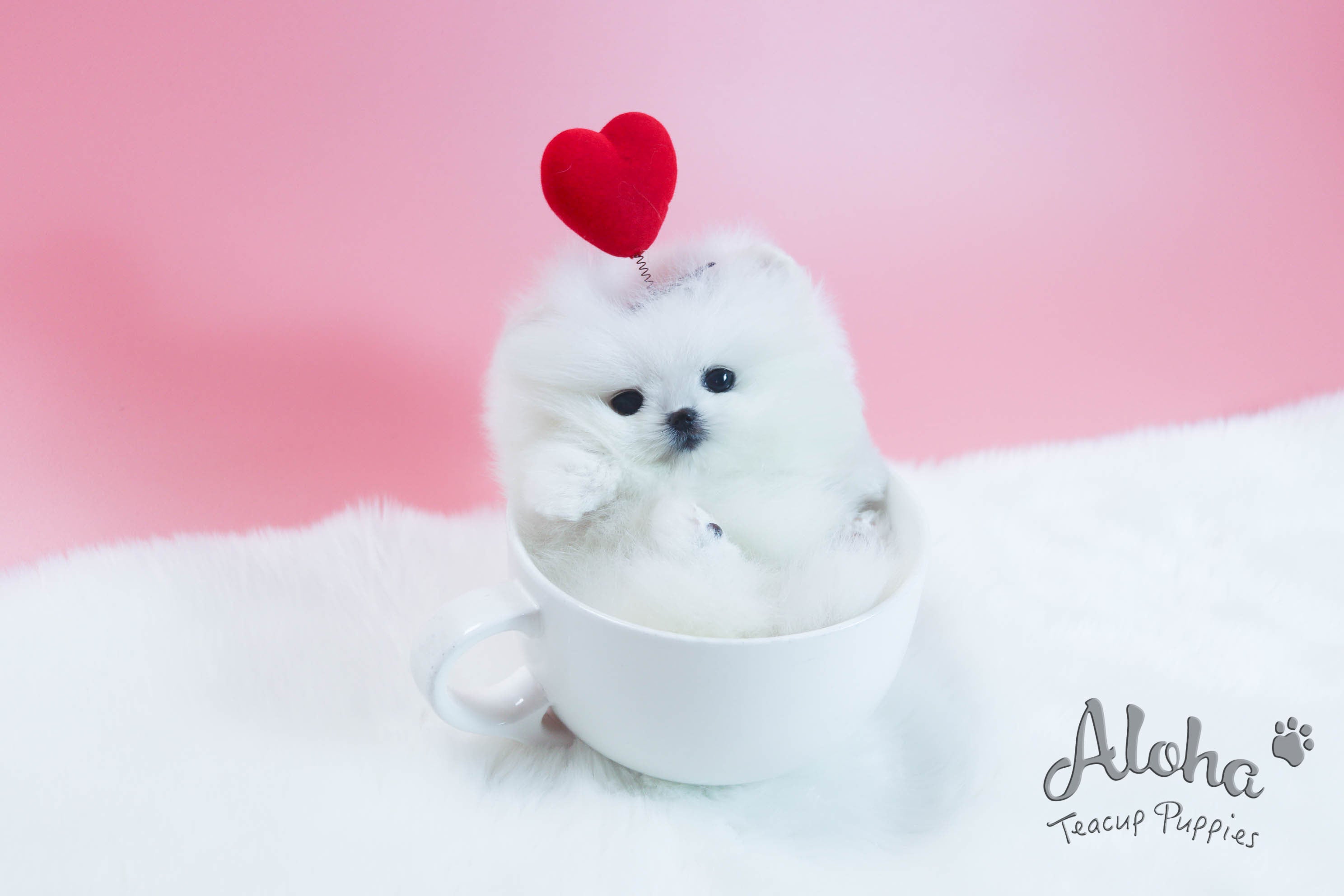 Anna [TEACUP POMERANIAN]
