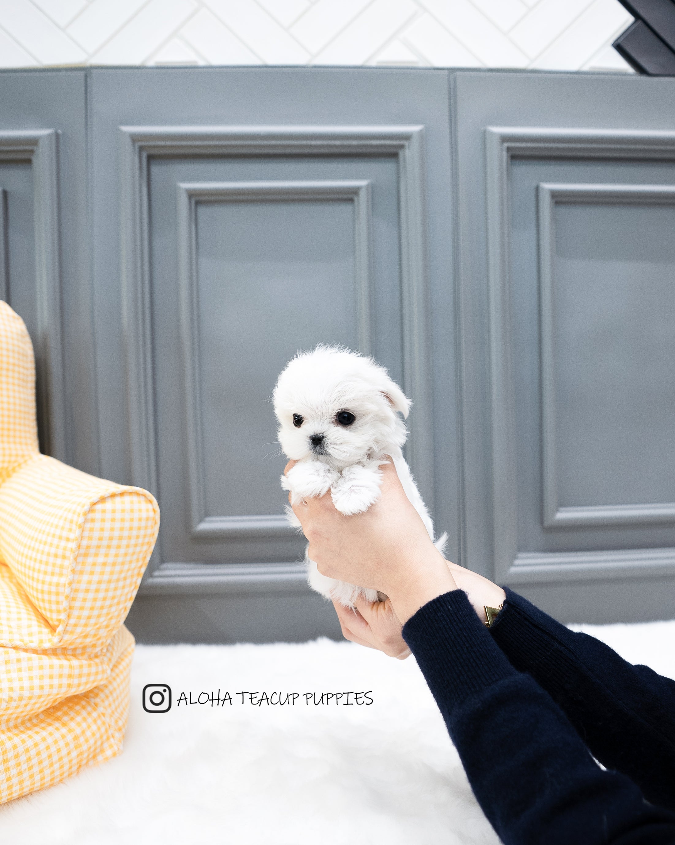Cosima [TEACUP MALTESE]