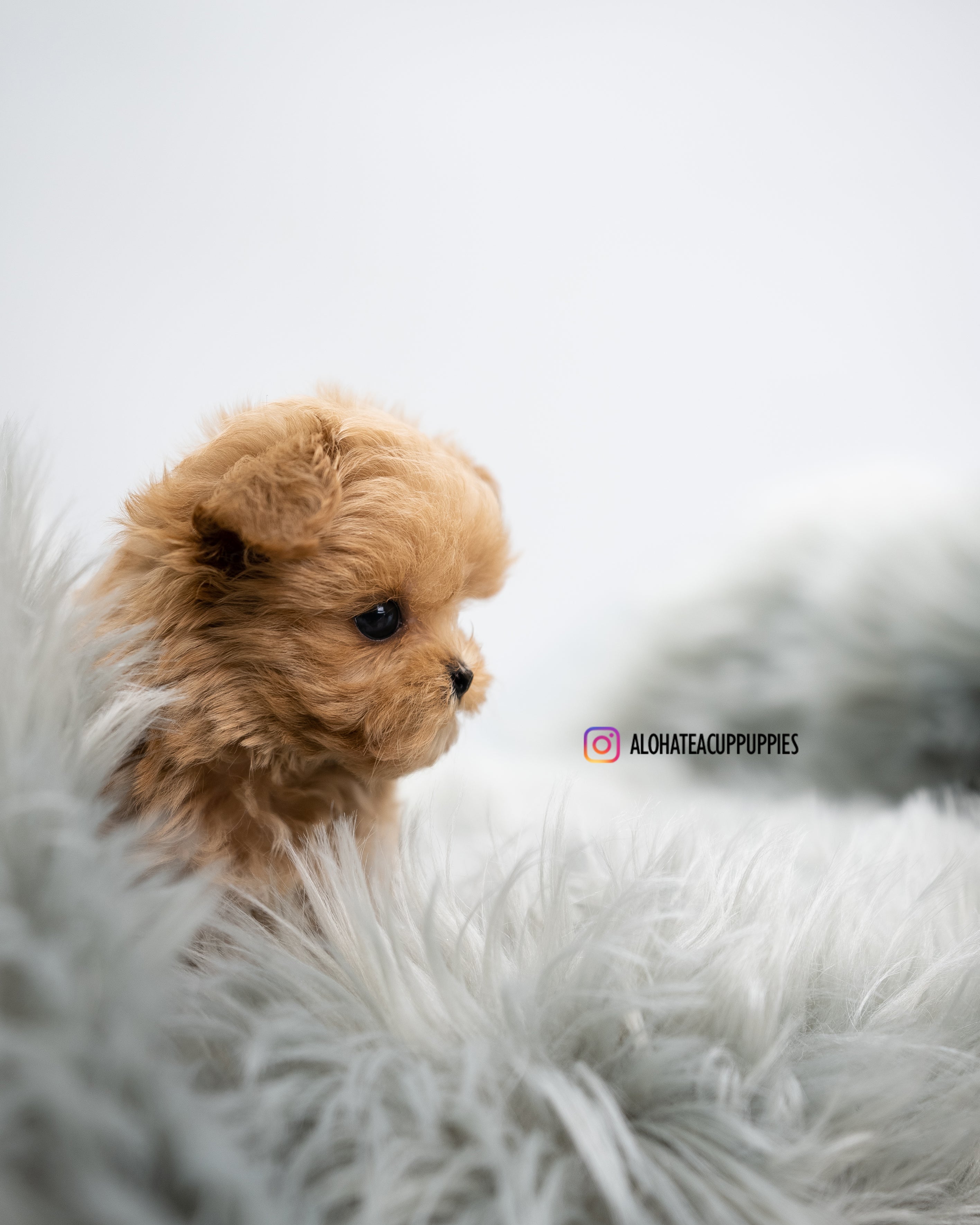 Leo [TEACUP MALTIPOO]