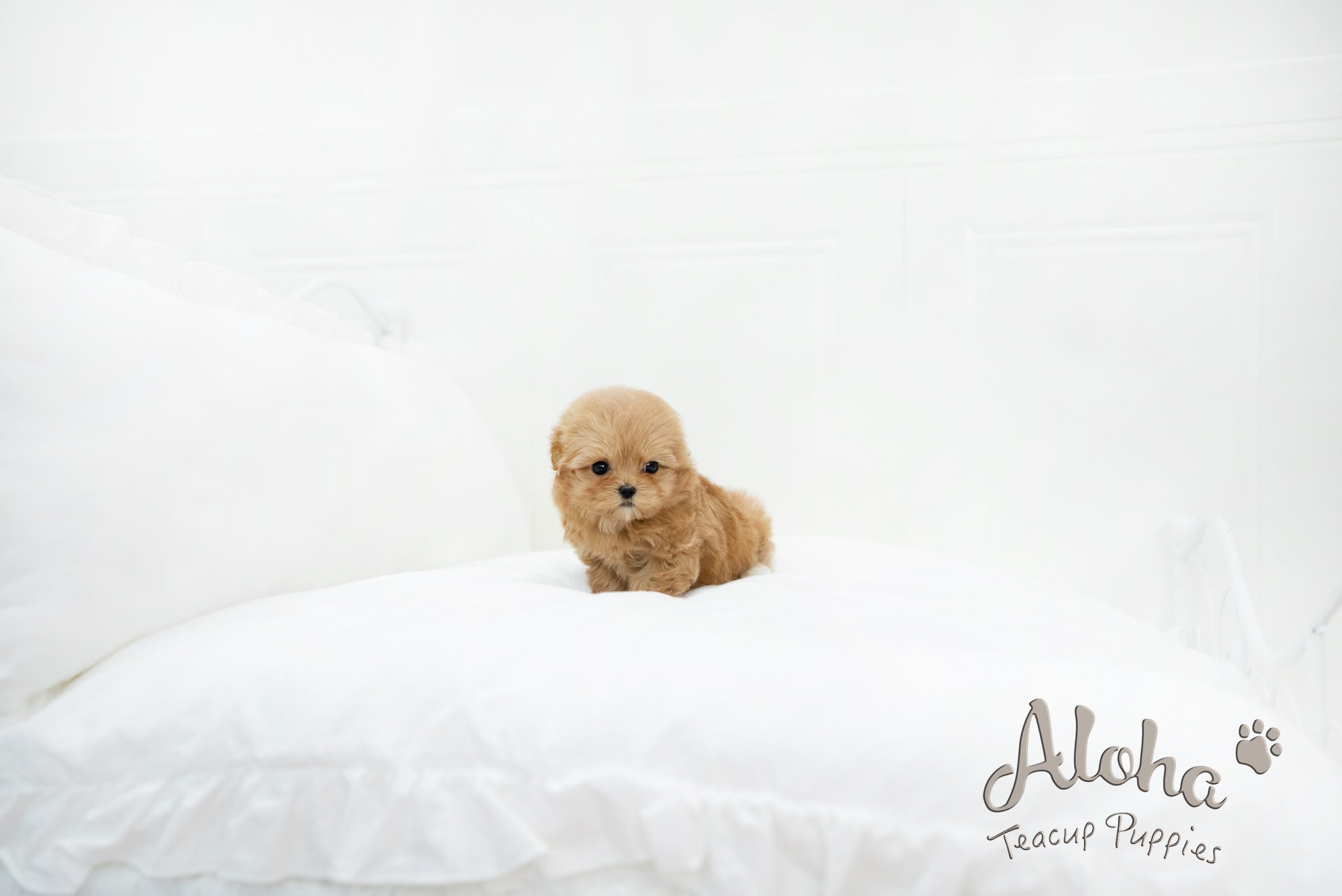 Ruby [MALTIPOO TOY]