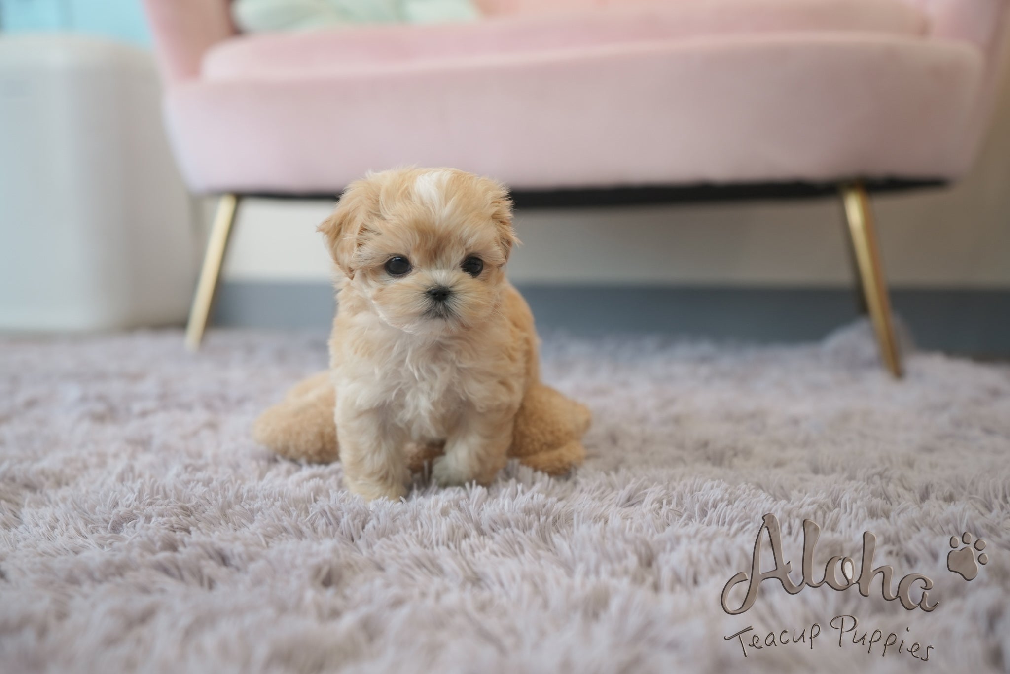 Mila [TEACUP Maltipoo]