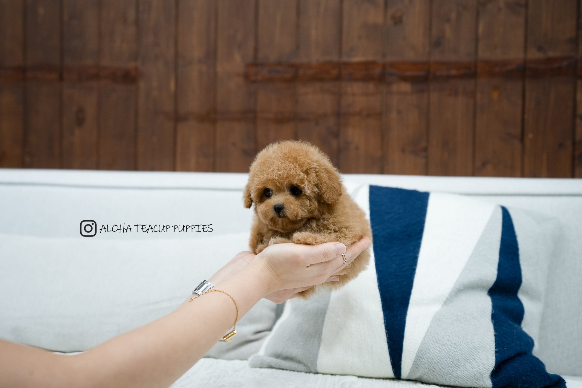 Kyna [TEACUP POODLE]