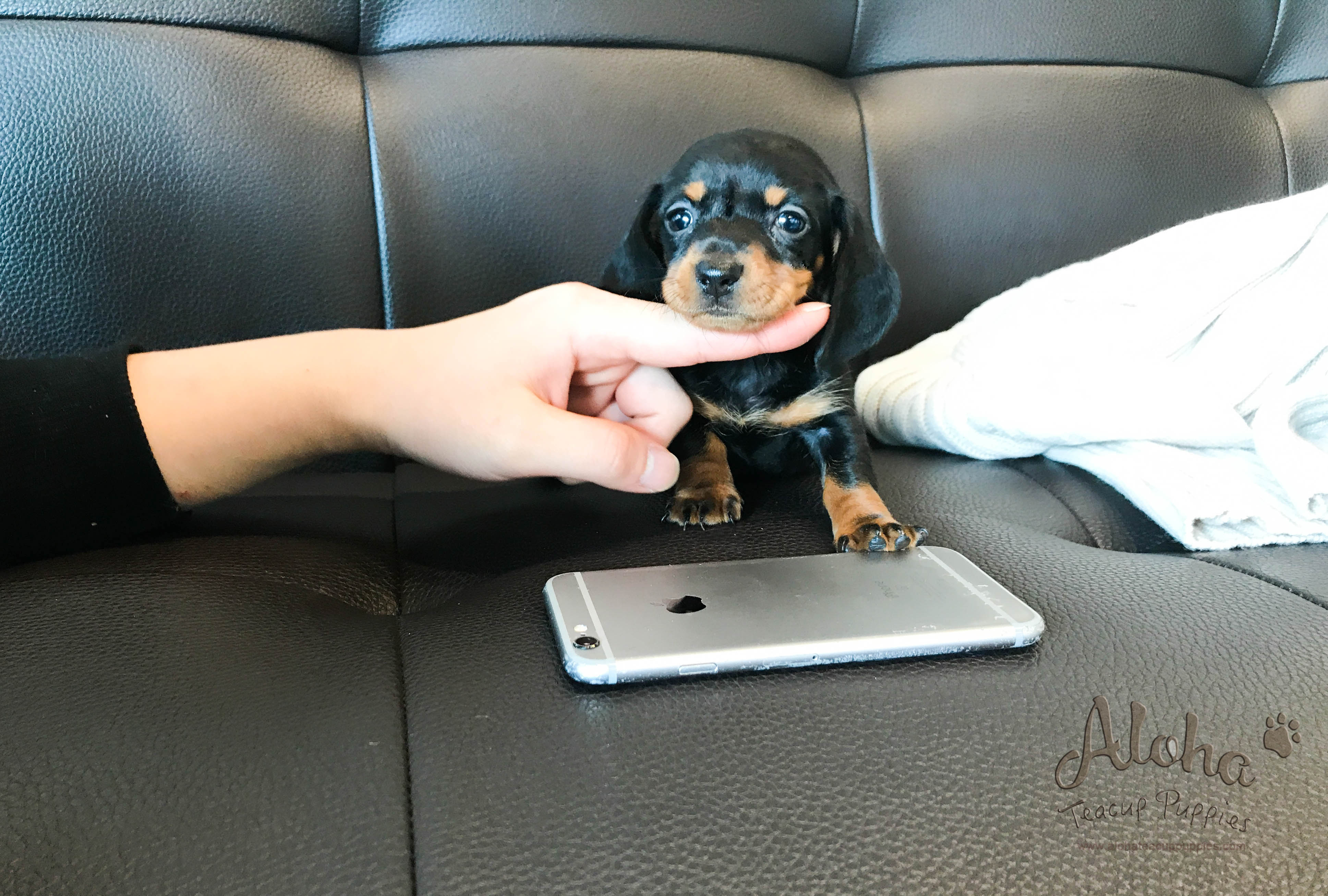 Yam [TEACUP Dachshund]