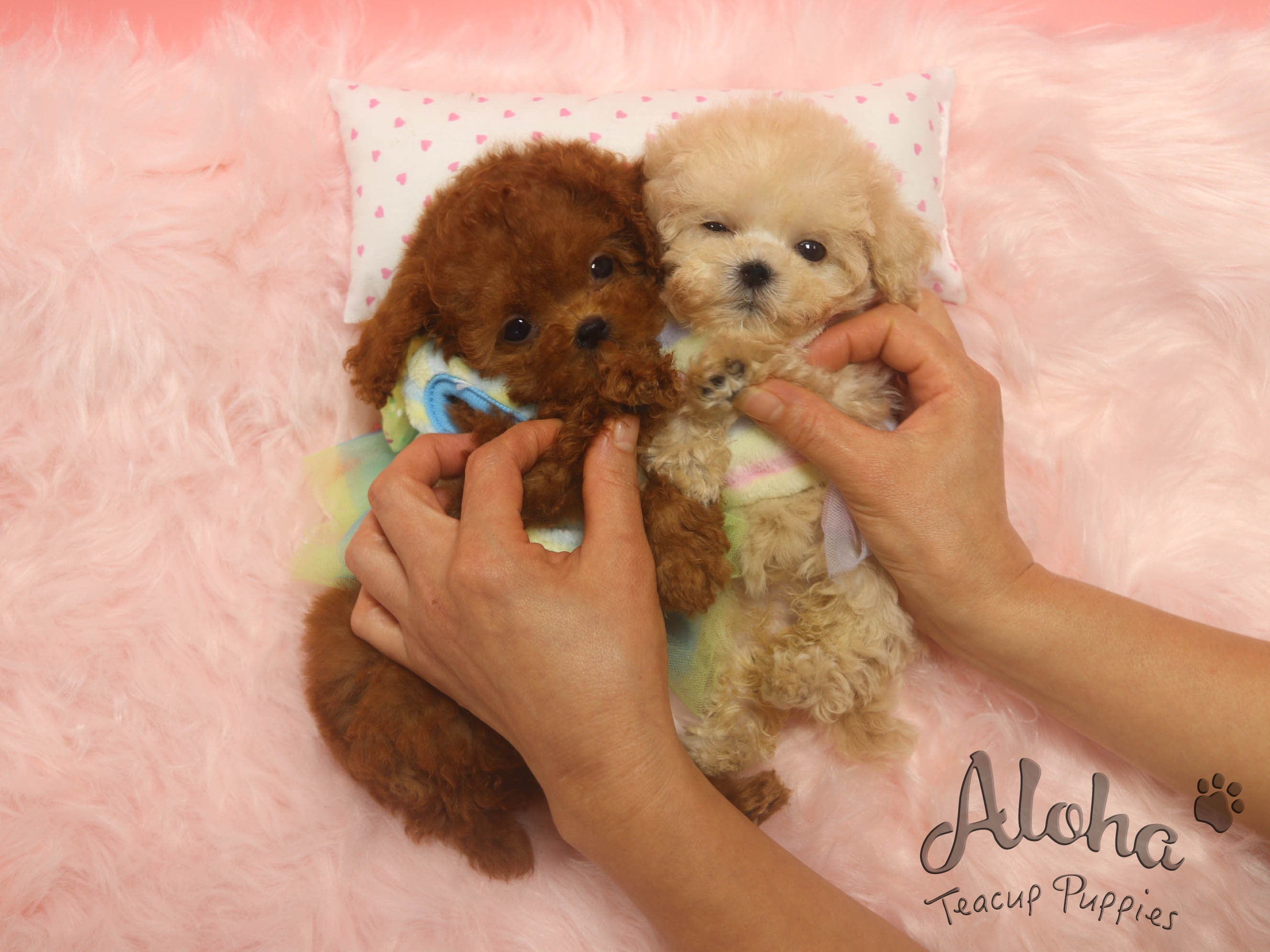 Kona [TEACUP POODLE]