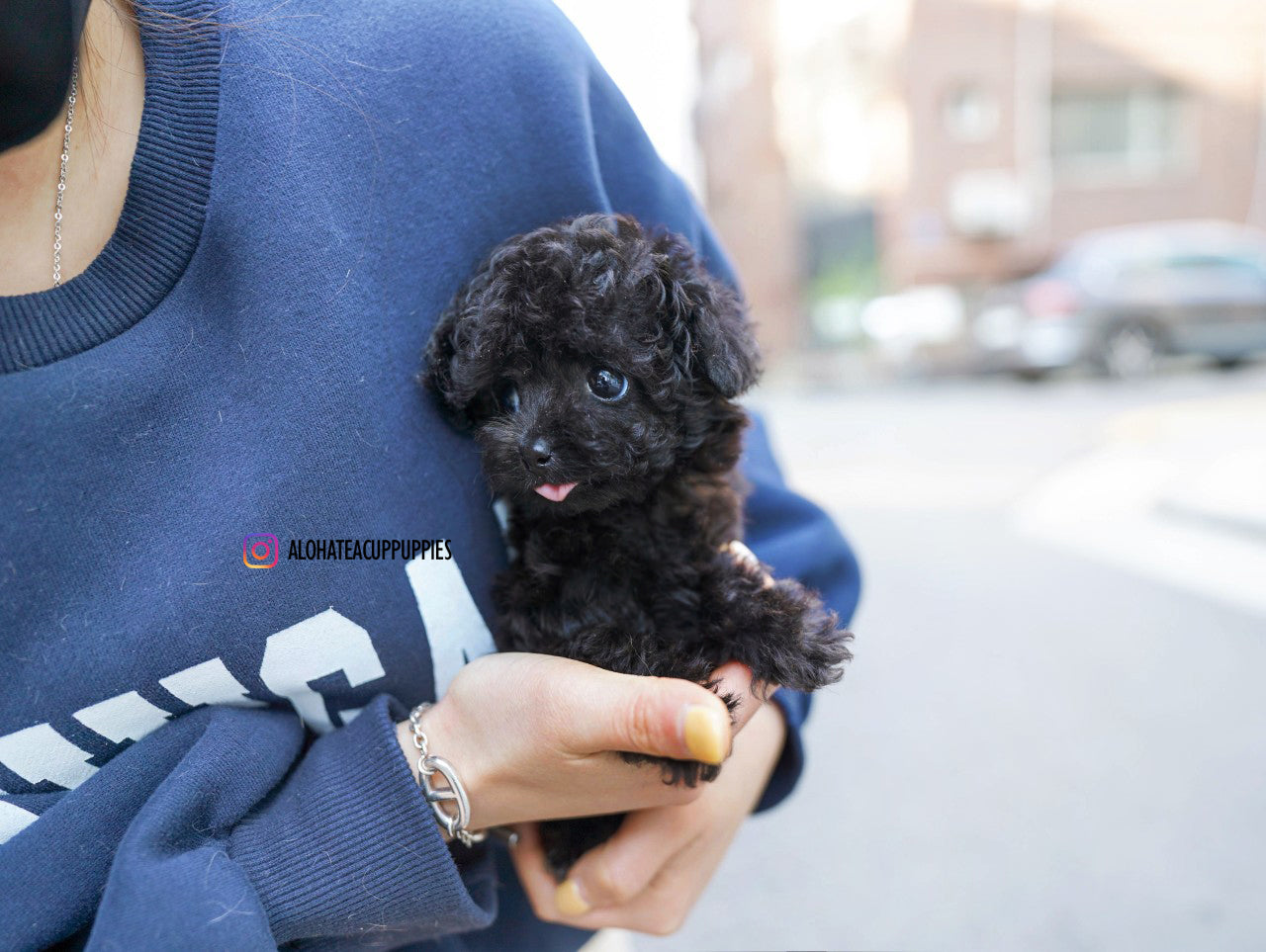 Billie [TEACUP POODLE]