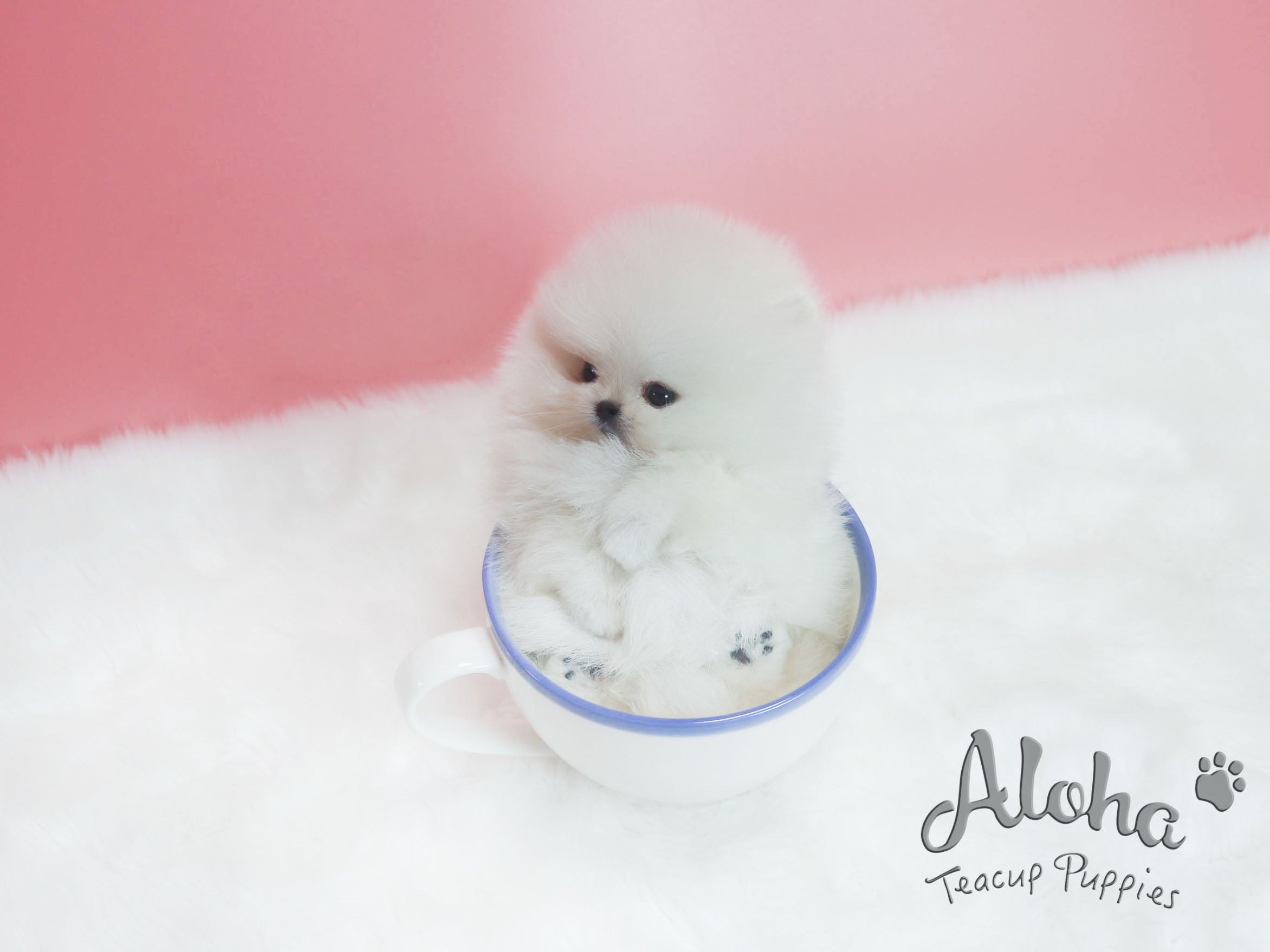 Sold to sheng, Pepper [TEACUP POMERANIAN]