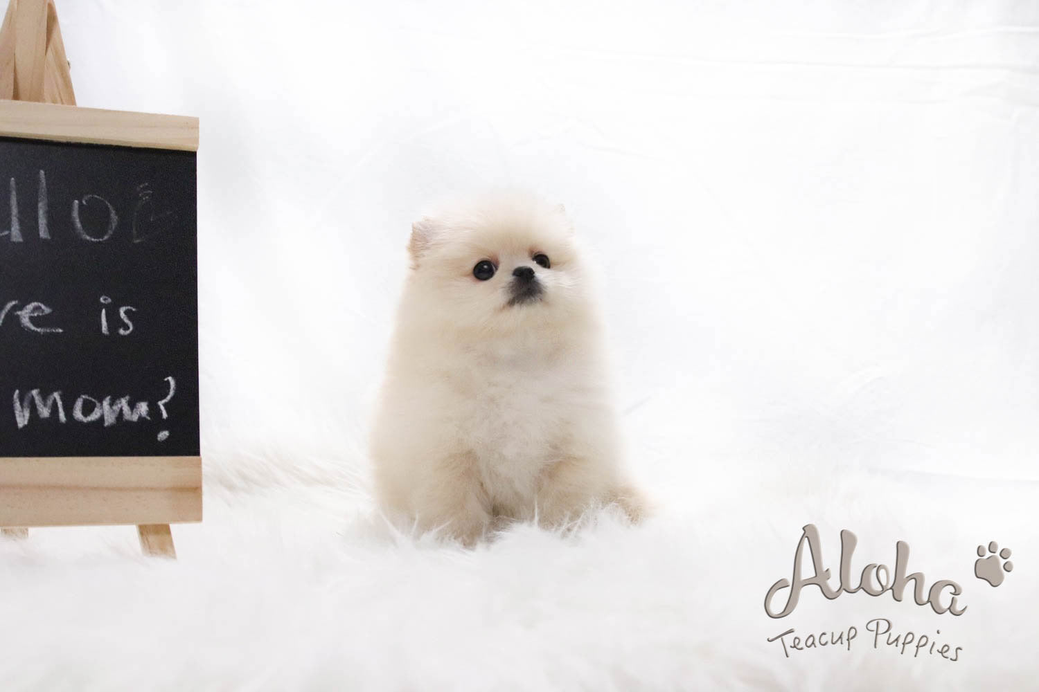 Sold to Jocelyn, ELLA - [Teacup Pomeranian]