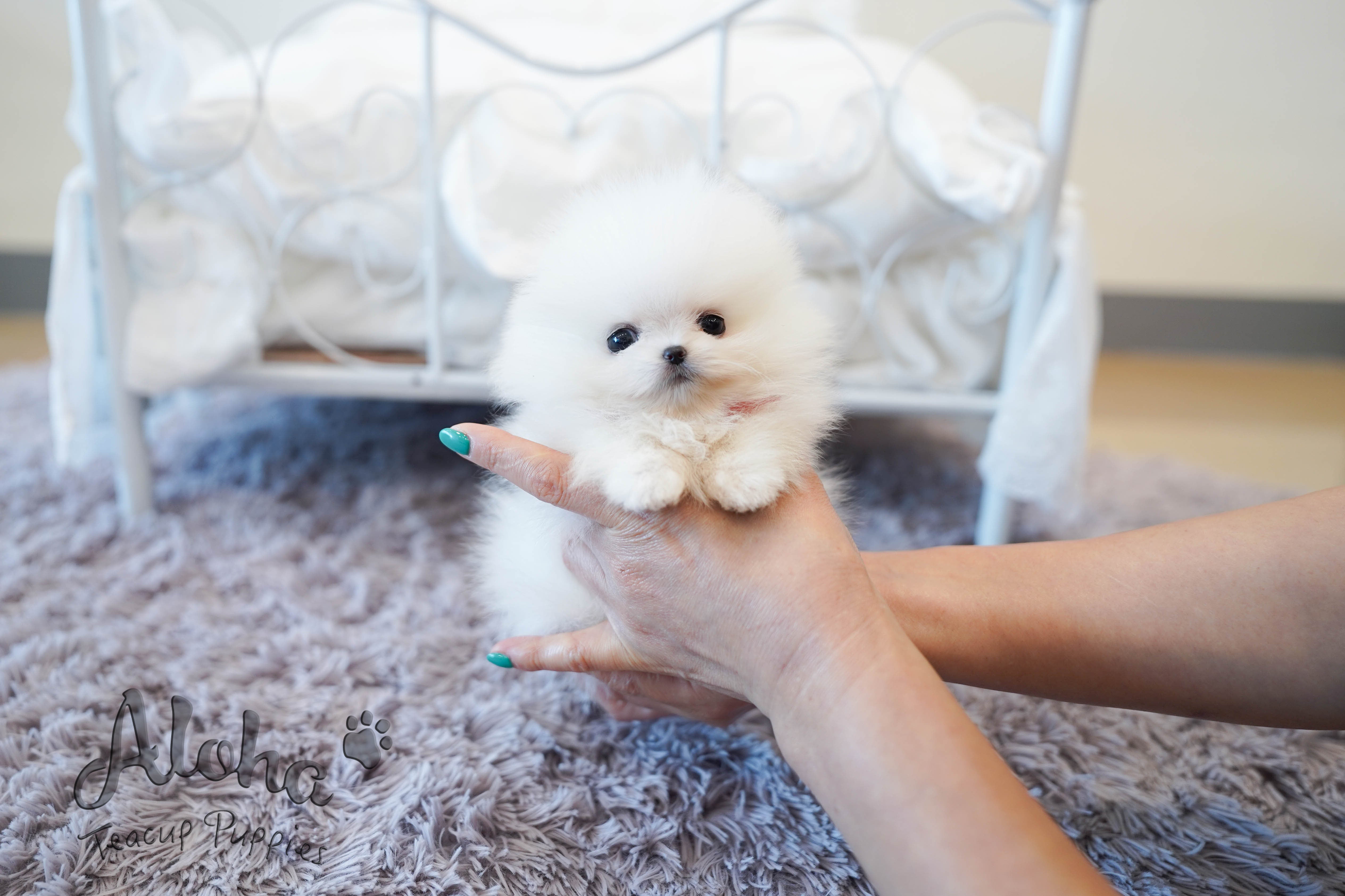 Merry [TEACUP POMERANIAN]