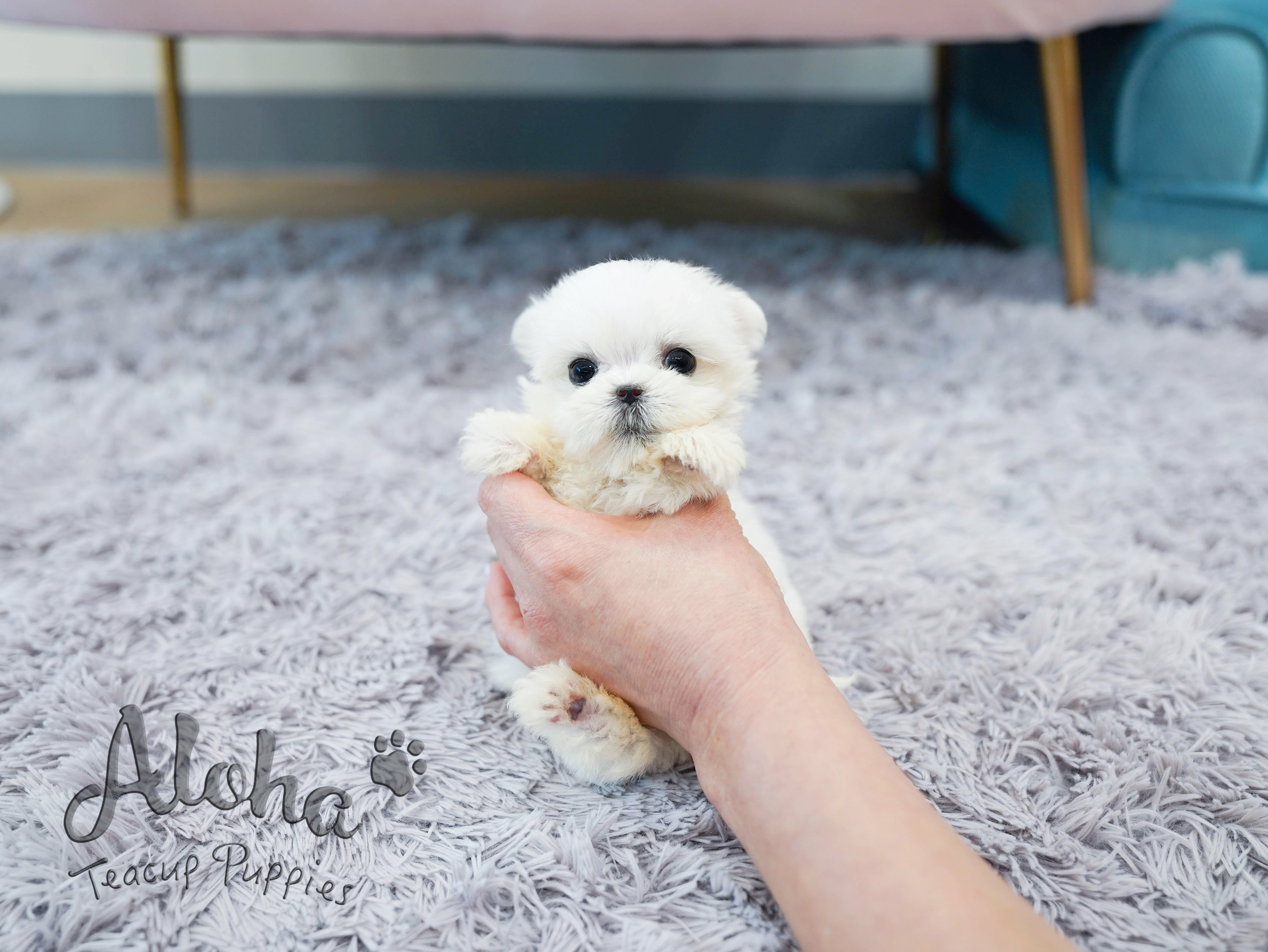 Nana [TEACUP MALTESE]