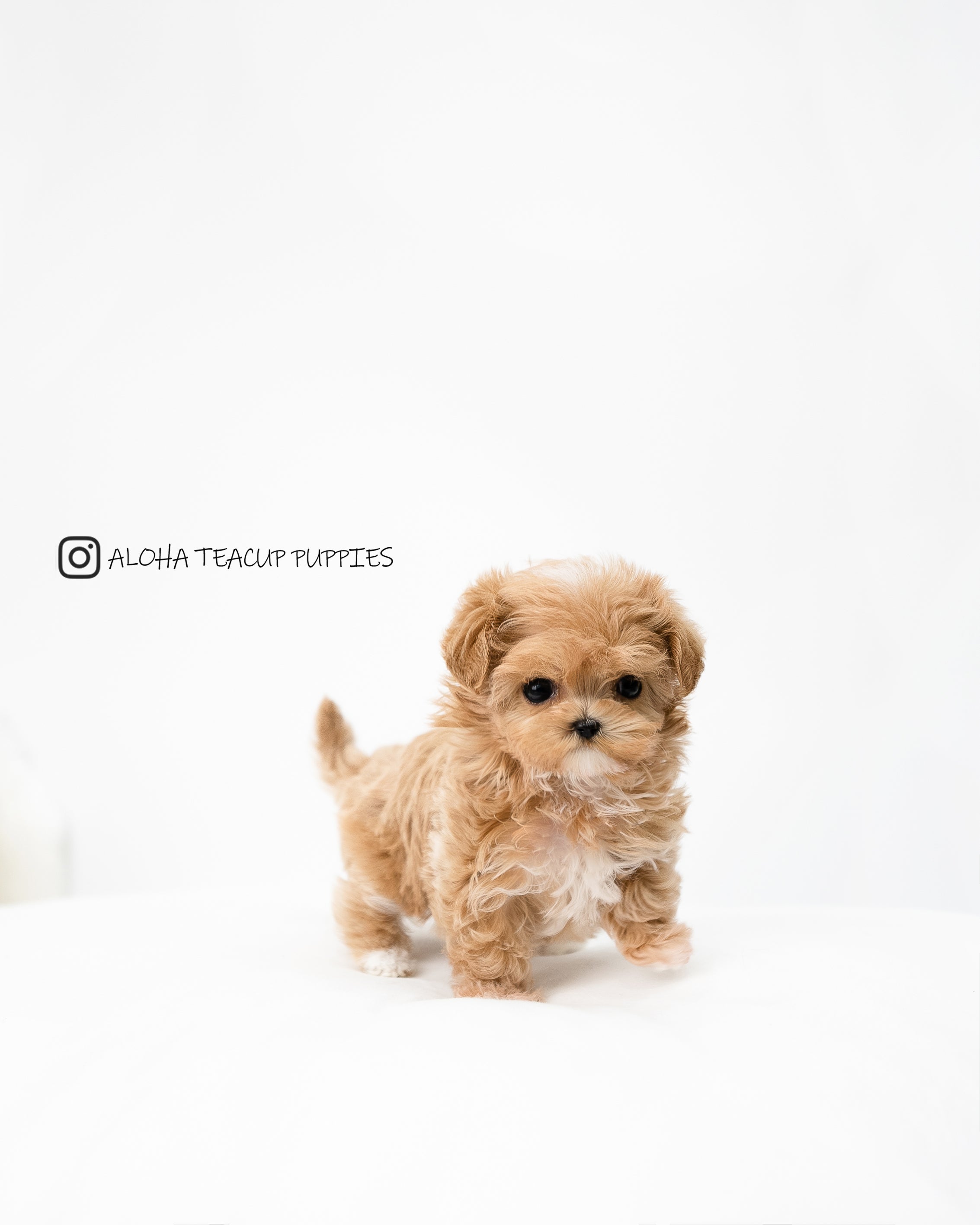 Riley [TEACUP MALTIPOO]