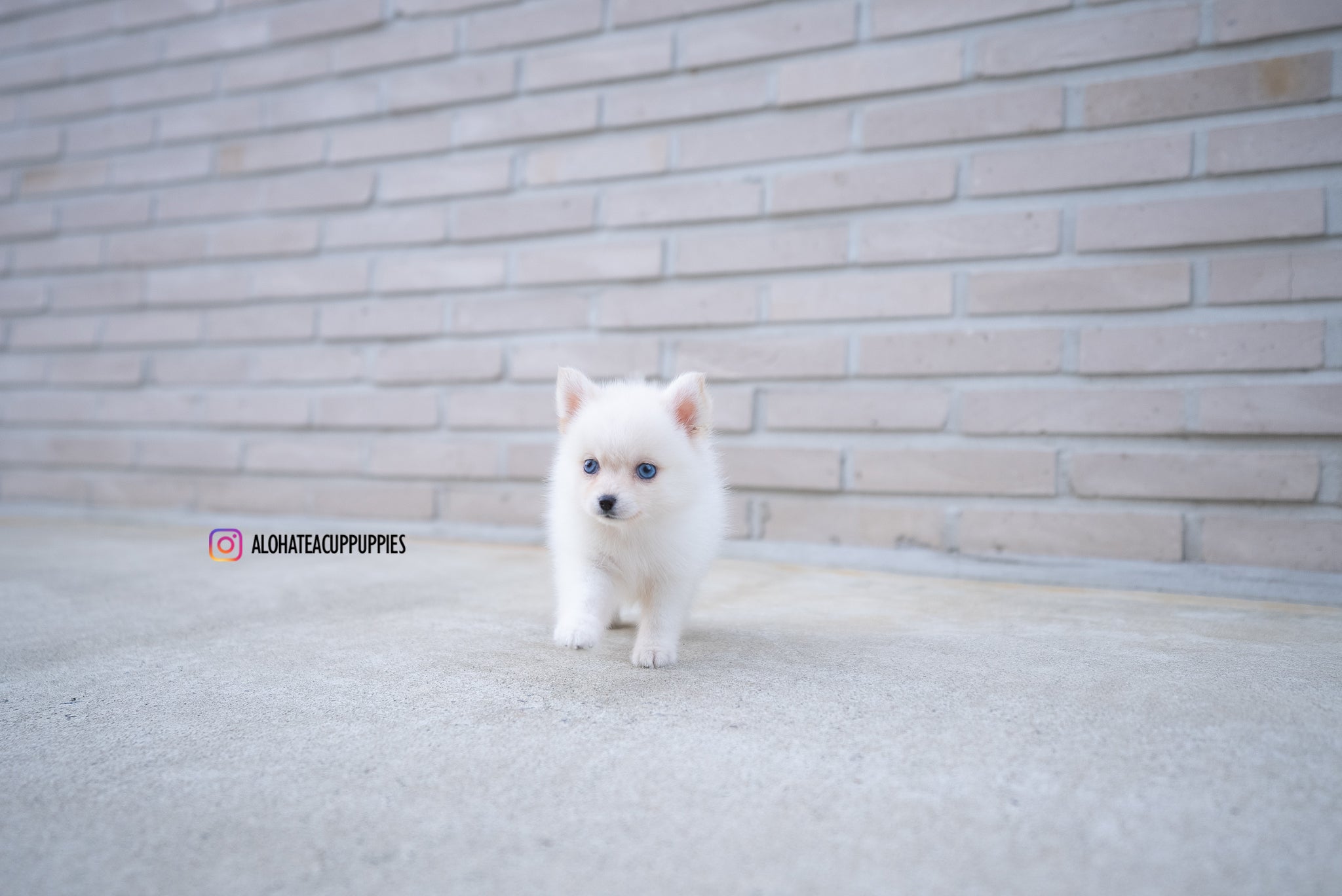 Ivy [TEACUP POMSKY]