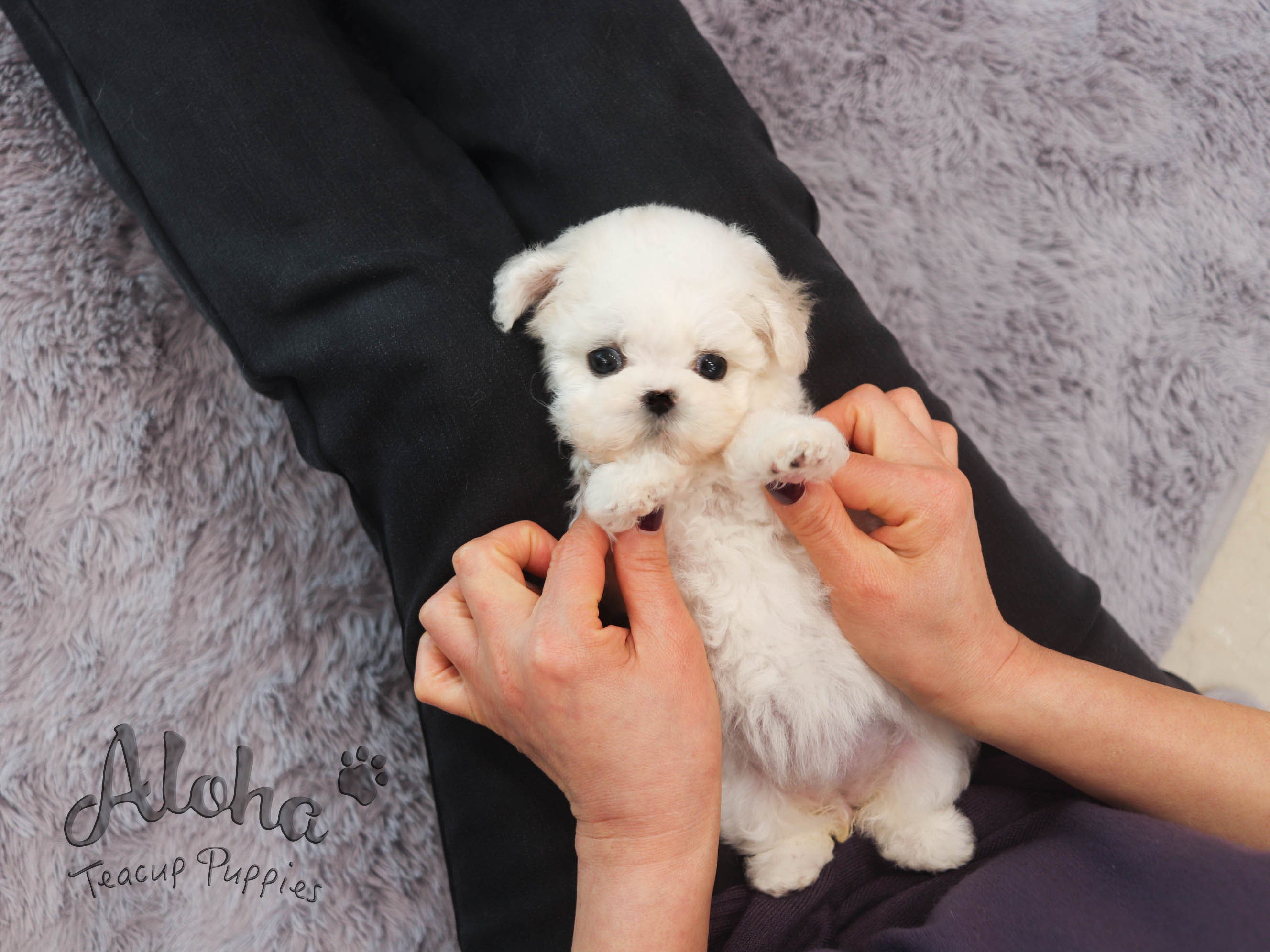 Sandy [TEACUP BICHON]