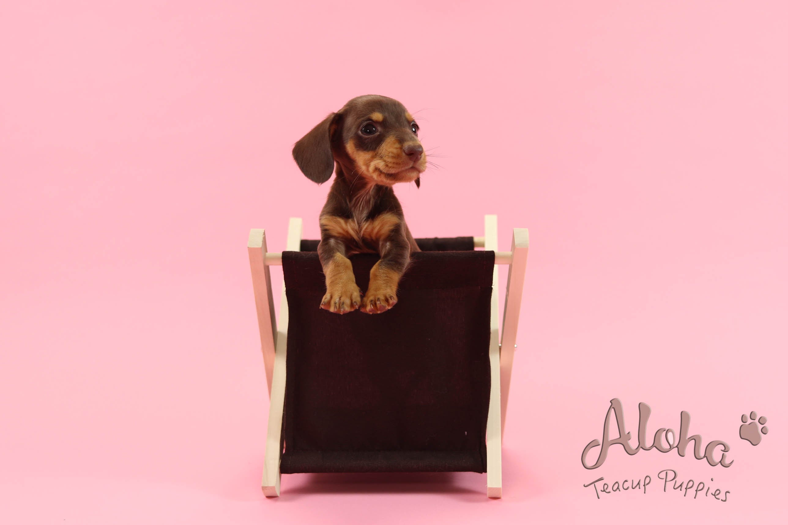 Sold to Chantal, Bob [Teacup Dachshund]