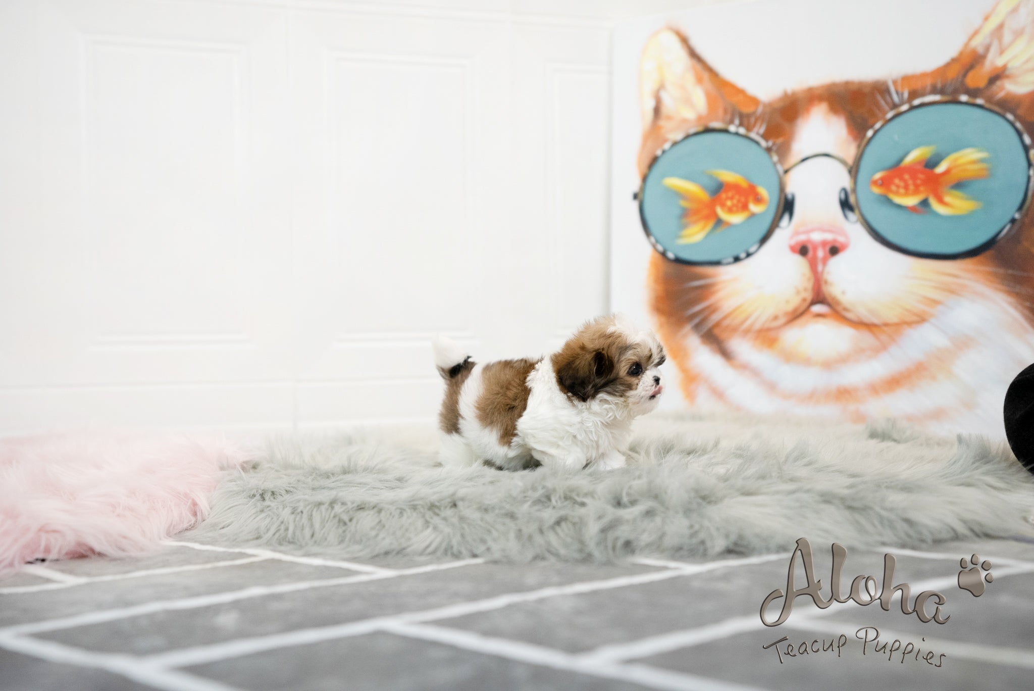 Jarry [TEACUP MALTIPOO]