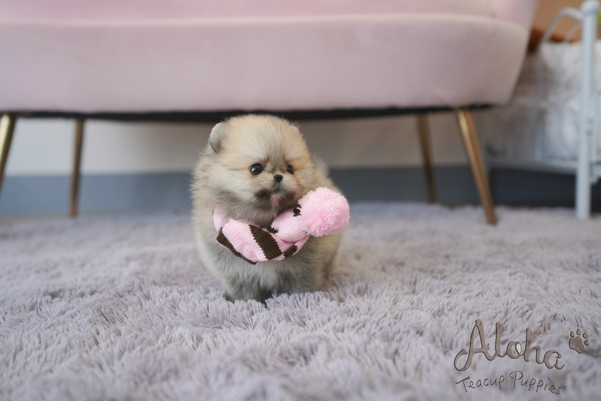Benji [TEACUP POMERANIAN]