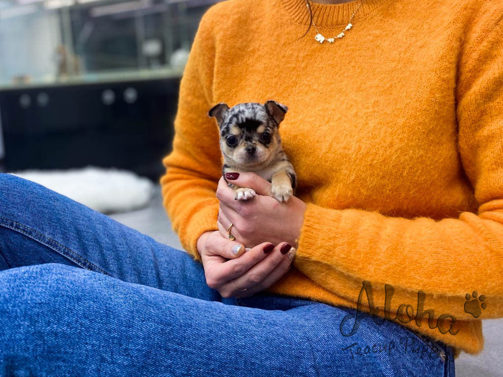 Aventador [TEACUP Chihuahua]