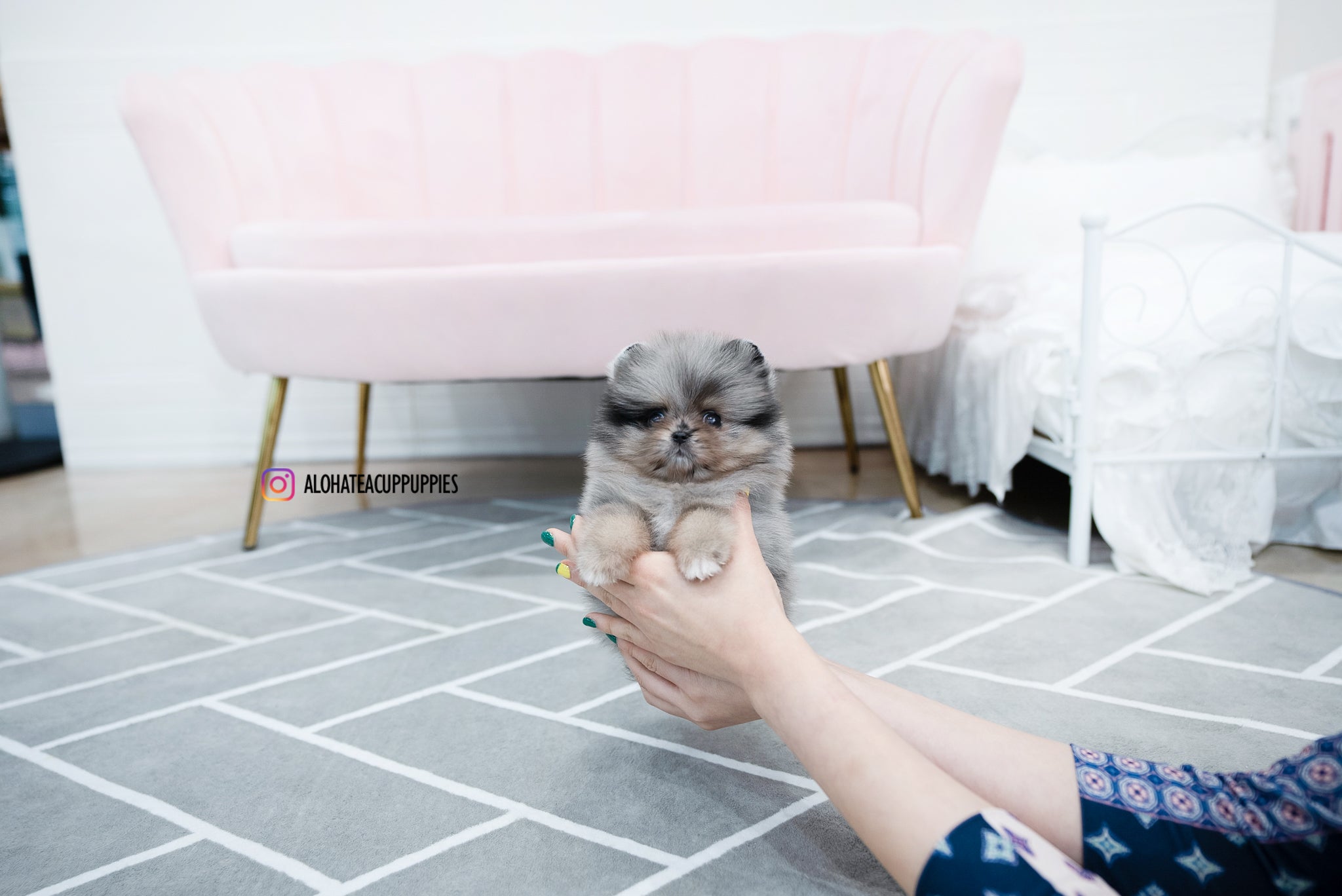 Jennet [TEACUP POMERANIAN]