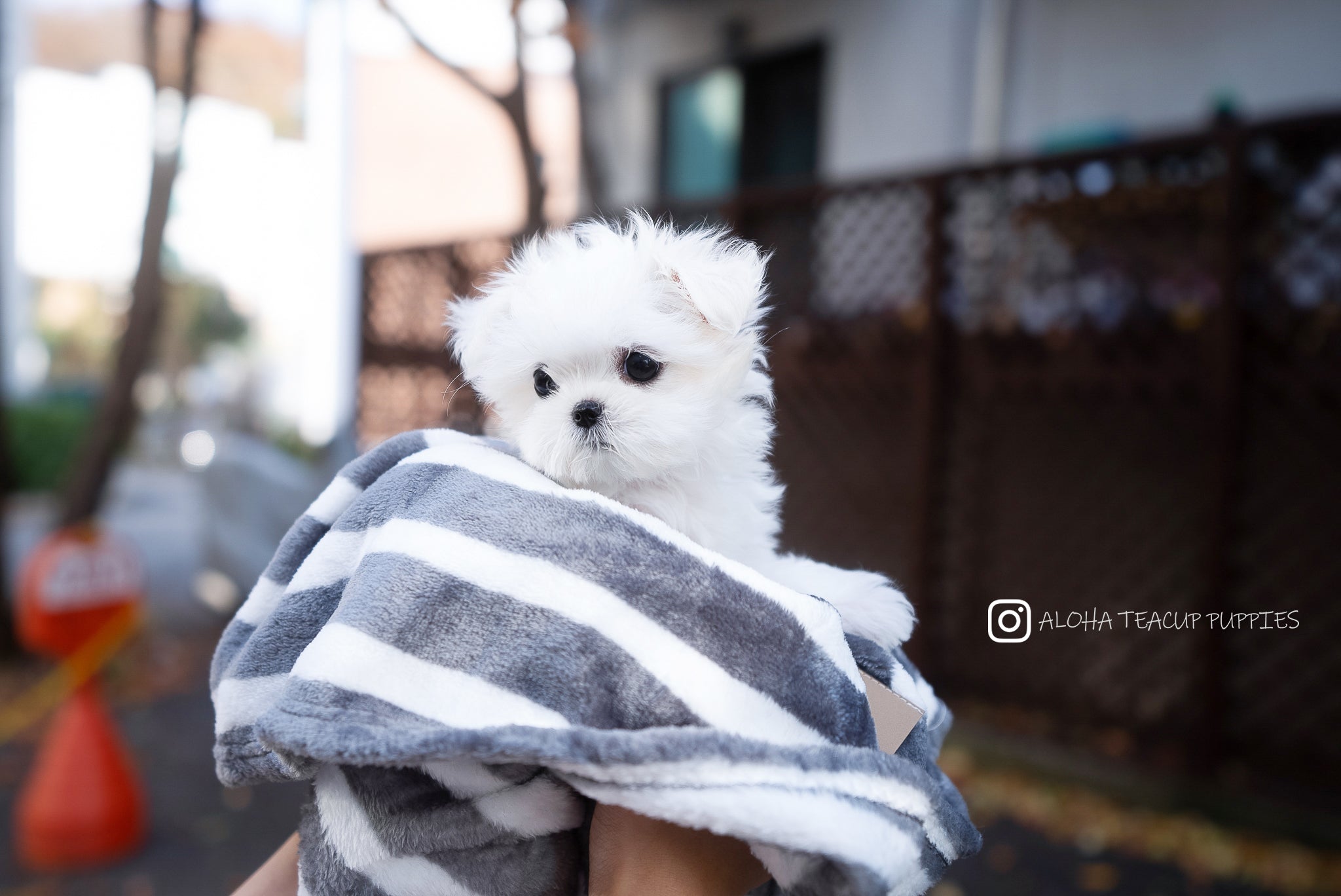 Flory [TEACUP MALTESE]