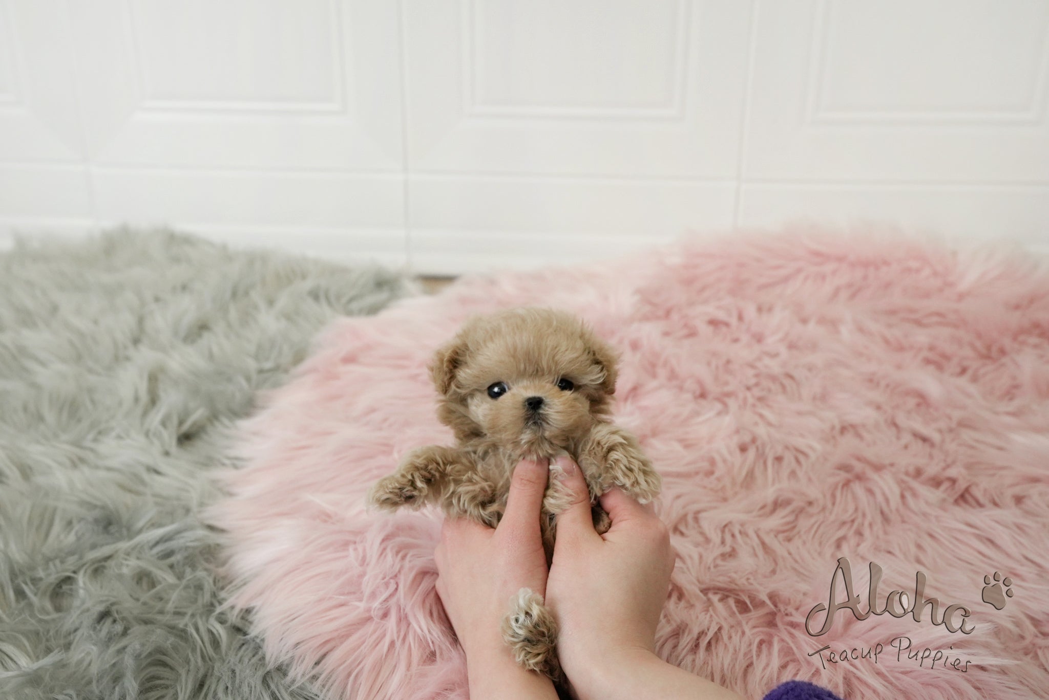 Jerry [TEACUP MALTIPOO]