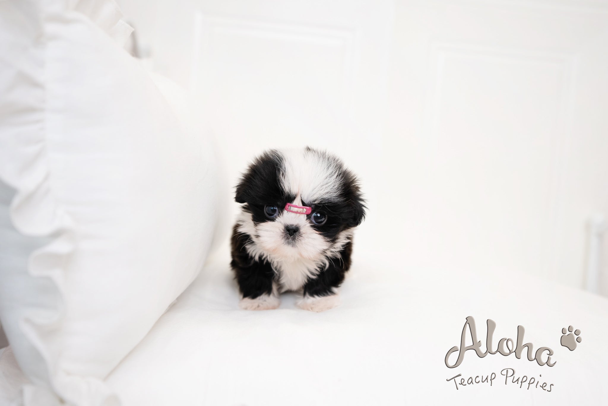 Zana [TEACUP Shihtzu]