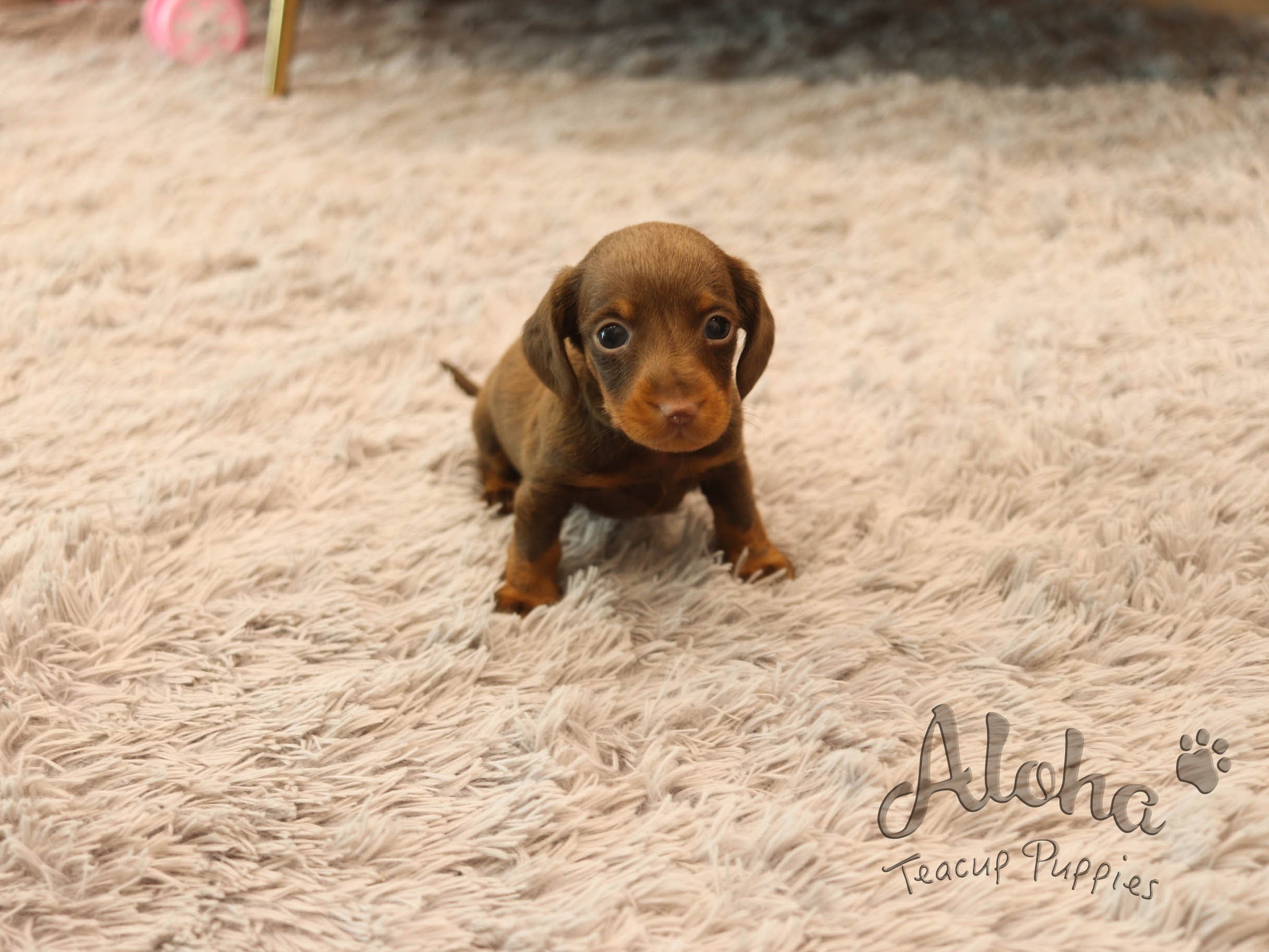 Brownie [TEACUP Dachshund]