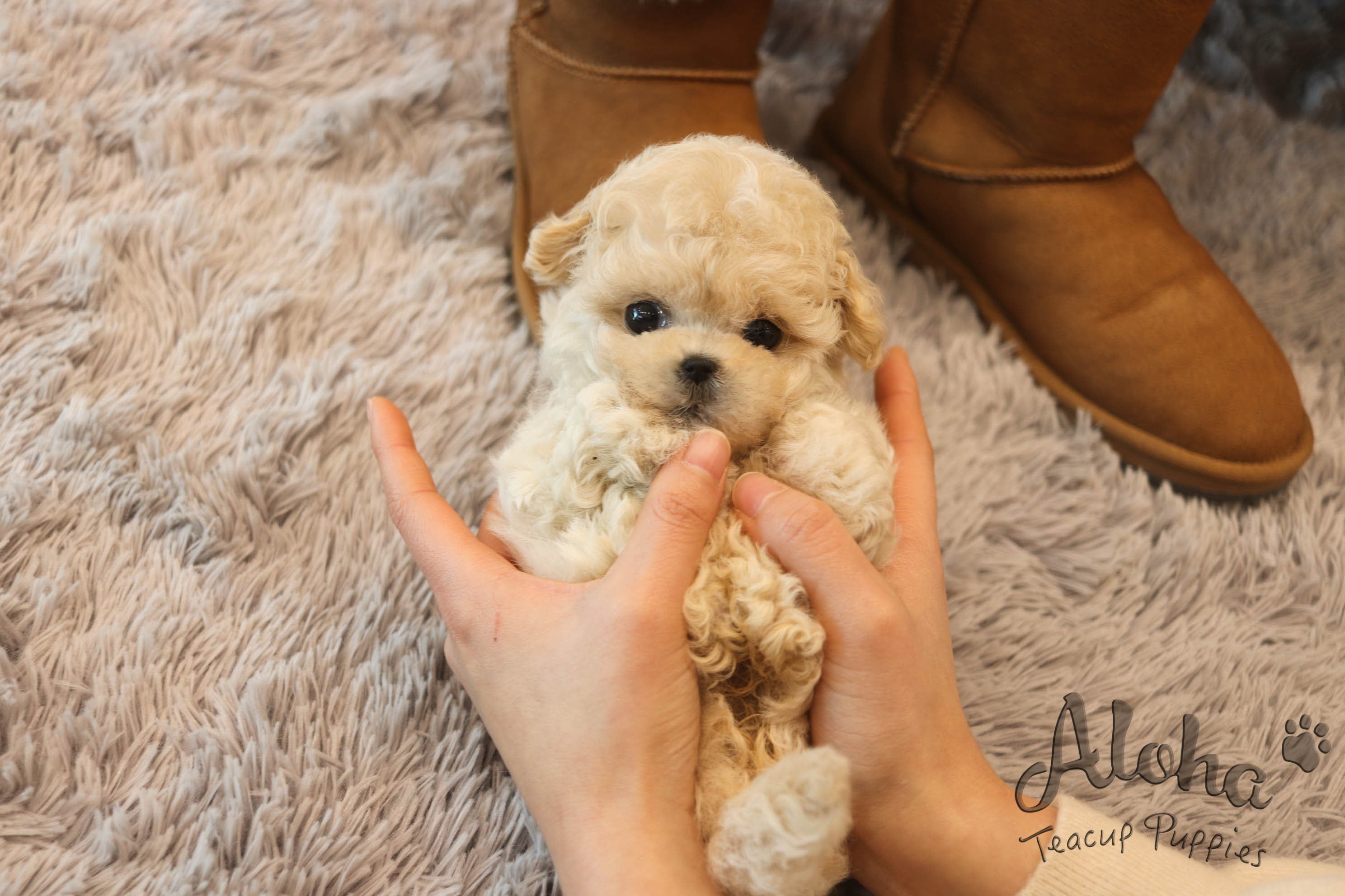 Jelly [TEACUP MALTIPOO]