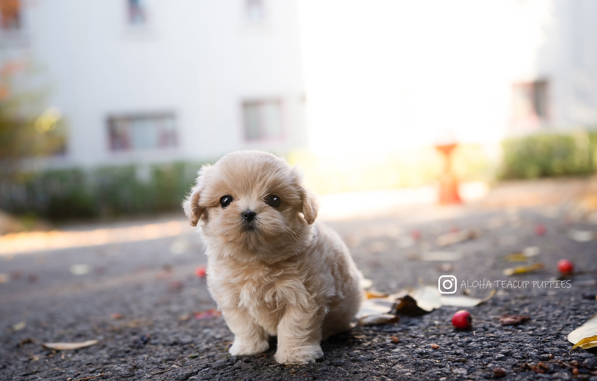 Juliette [TEACUP MALTIPOO]