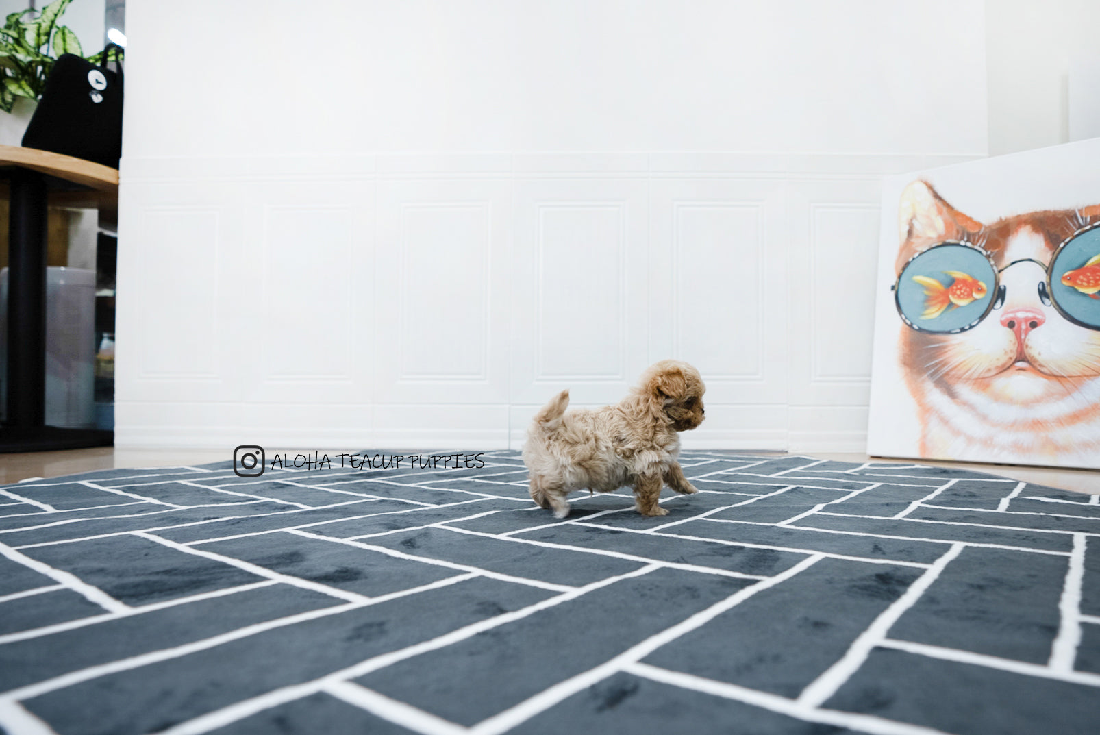 Chris [TEACUP MALTIPOO]