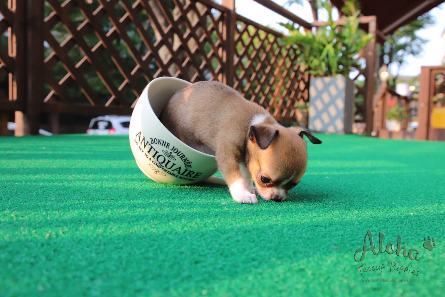 Jerome - [Chihuahua]