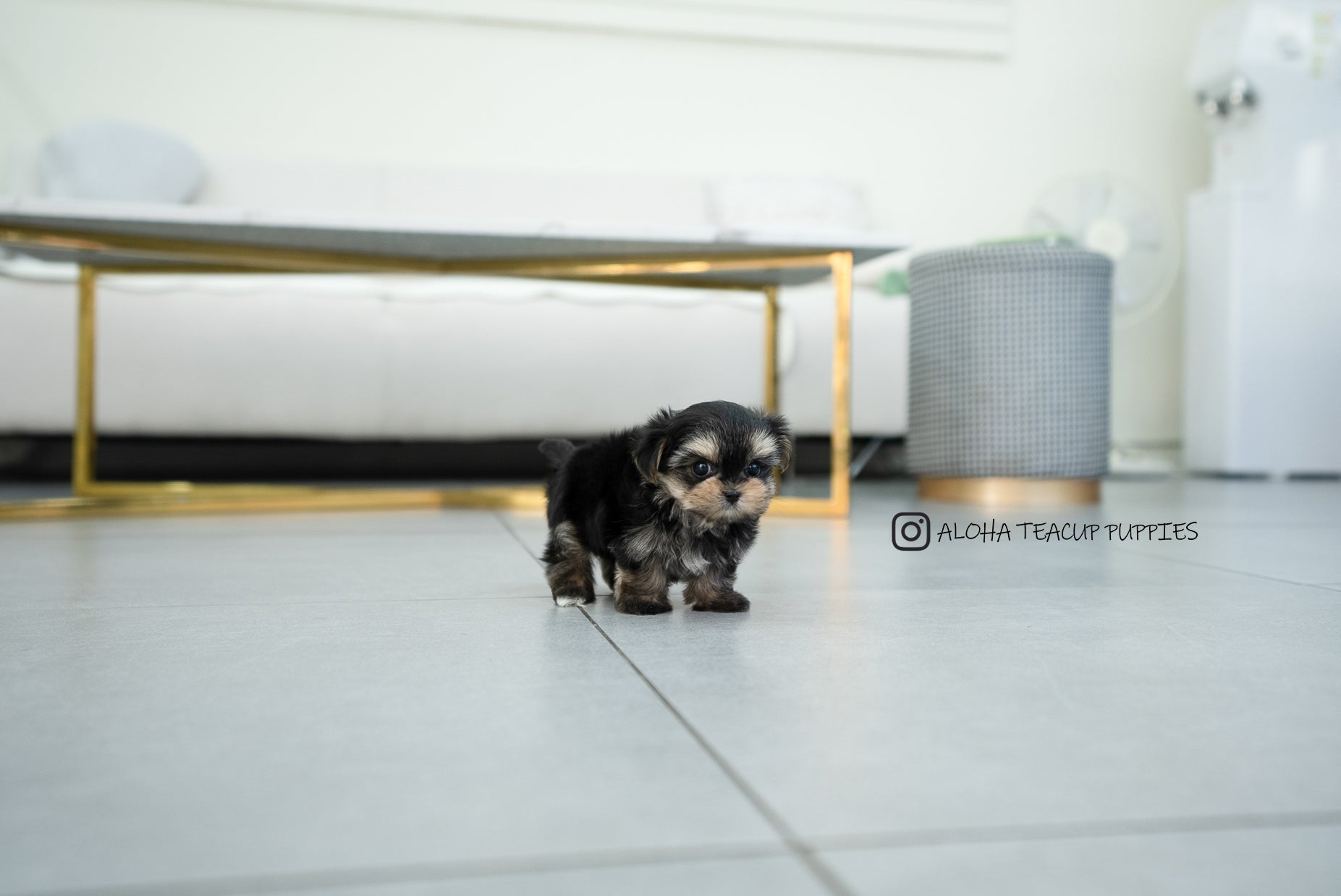 Leyna [TEACUP Morkie]