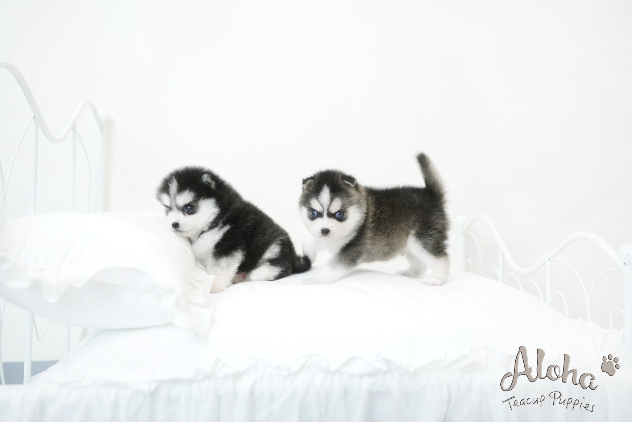 Emma&Edison [TEACUP POMSKY]