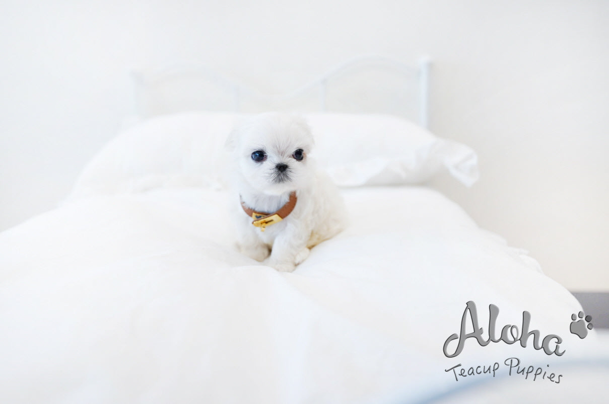 Dove [TEACUP MALTESE]