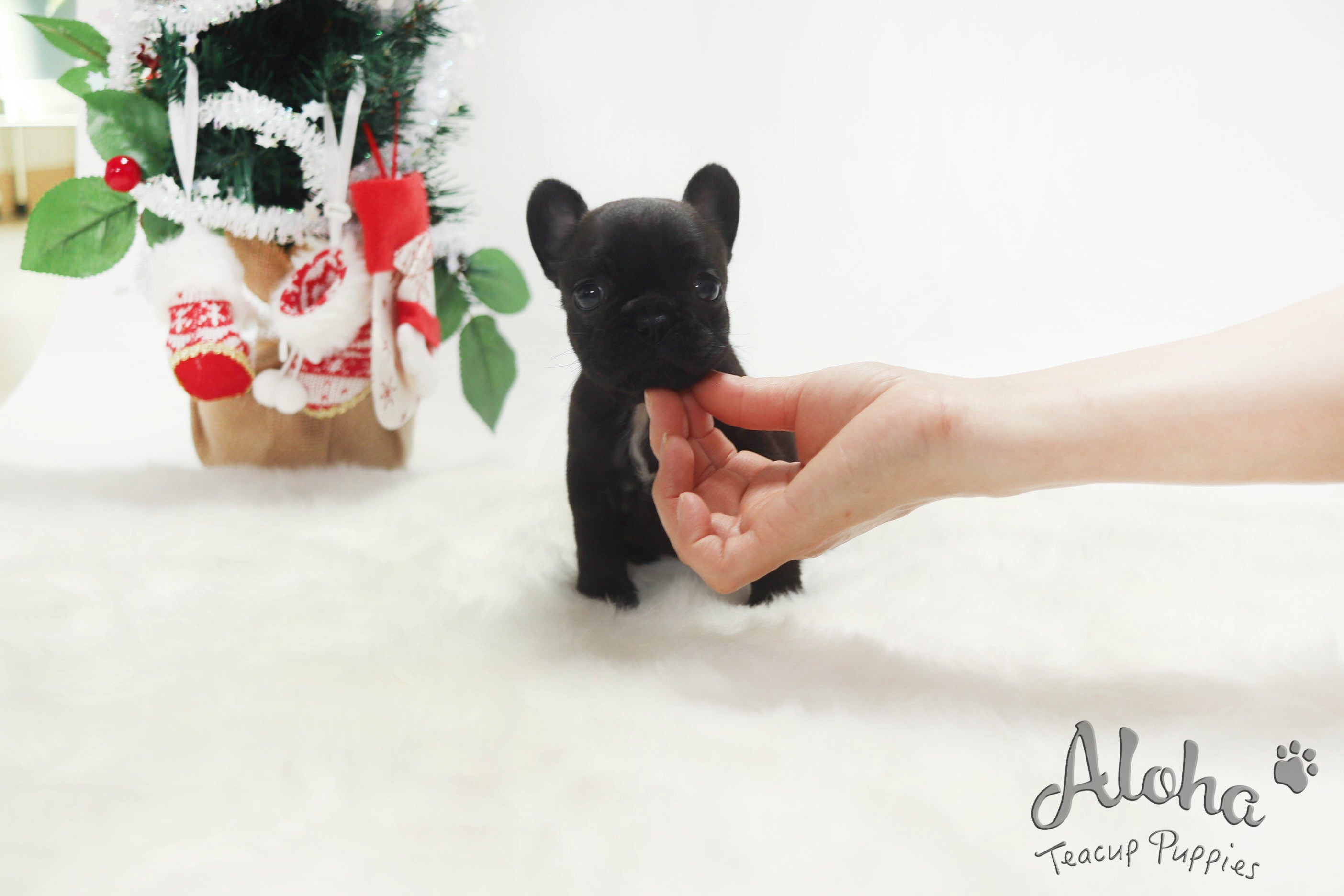 Reservation to Delilah, Bella [TEACUP FRENCH]