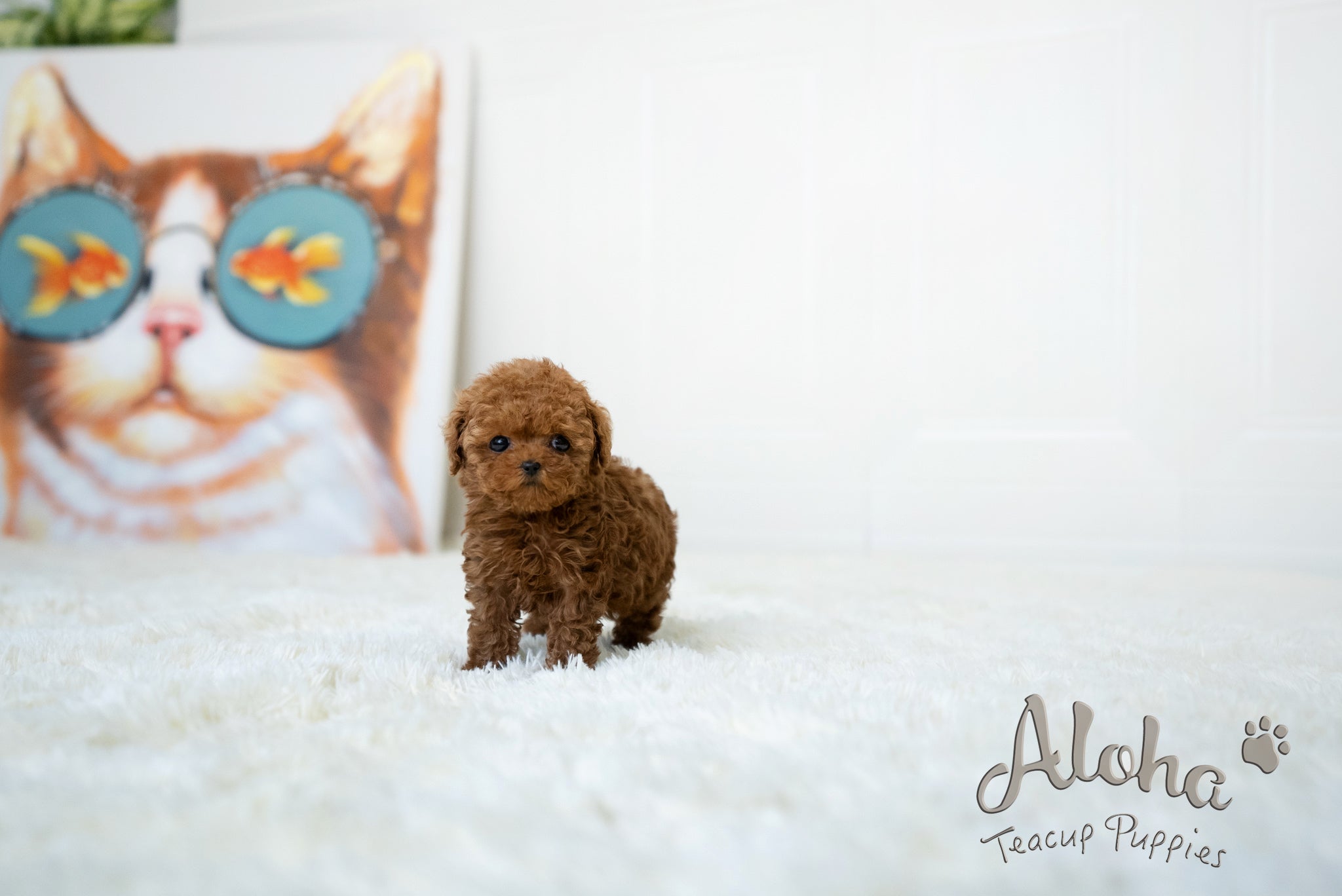 Lina [TEACUP POODLE]