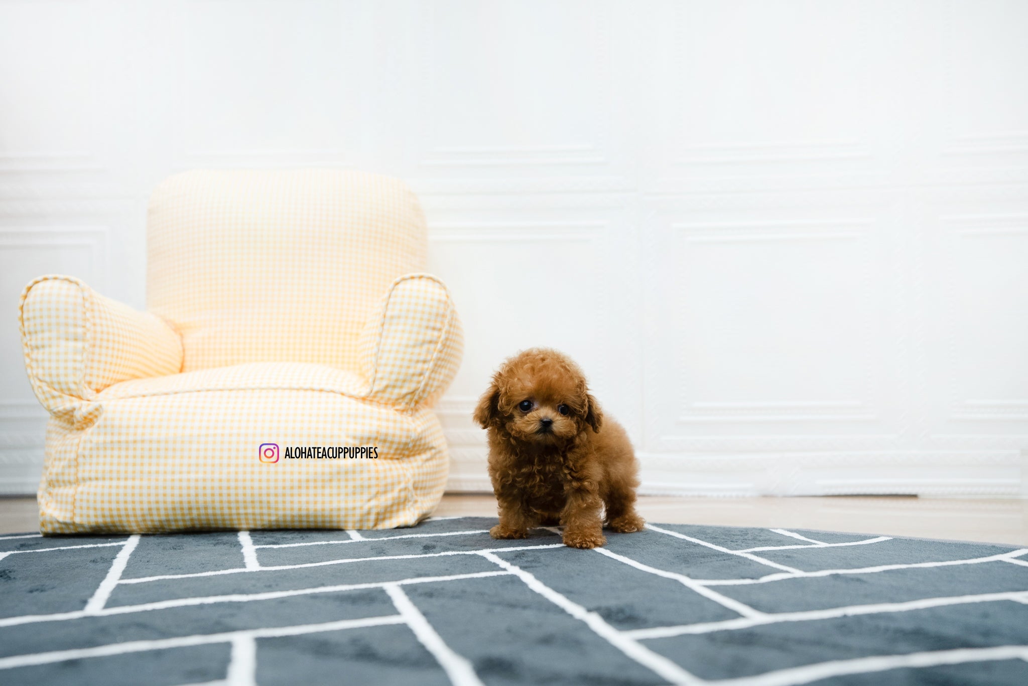 Hazel [TEACUP POODLE]