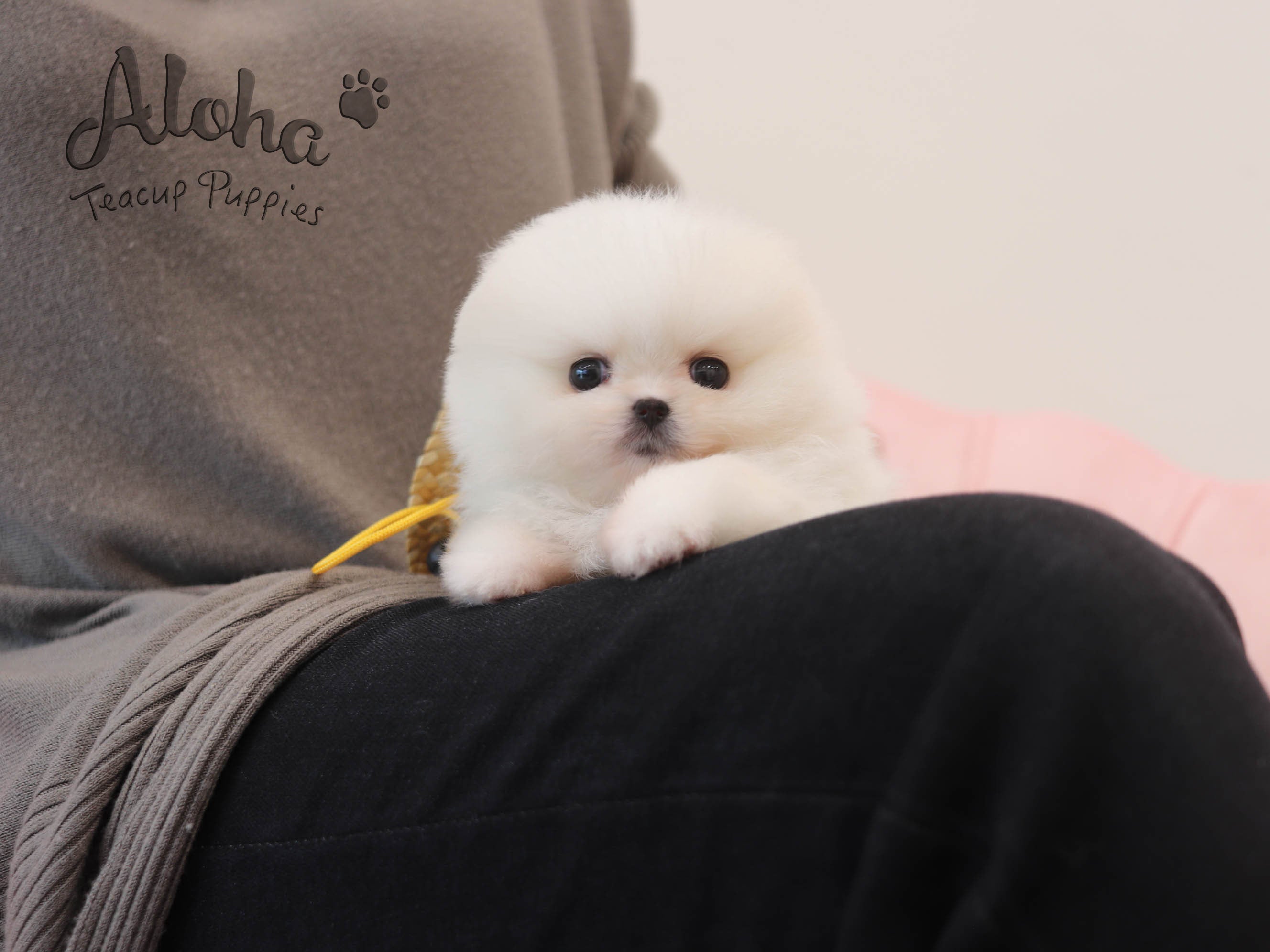 May [TEACUP POMERANIAN]