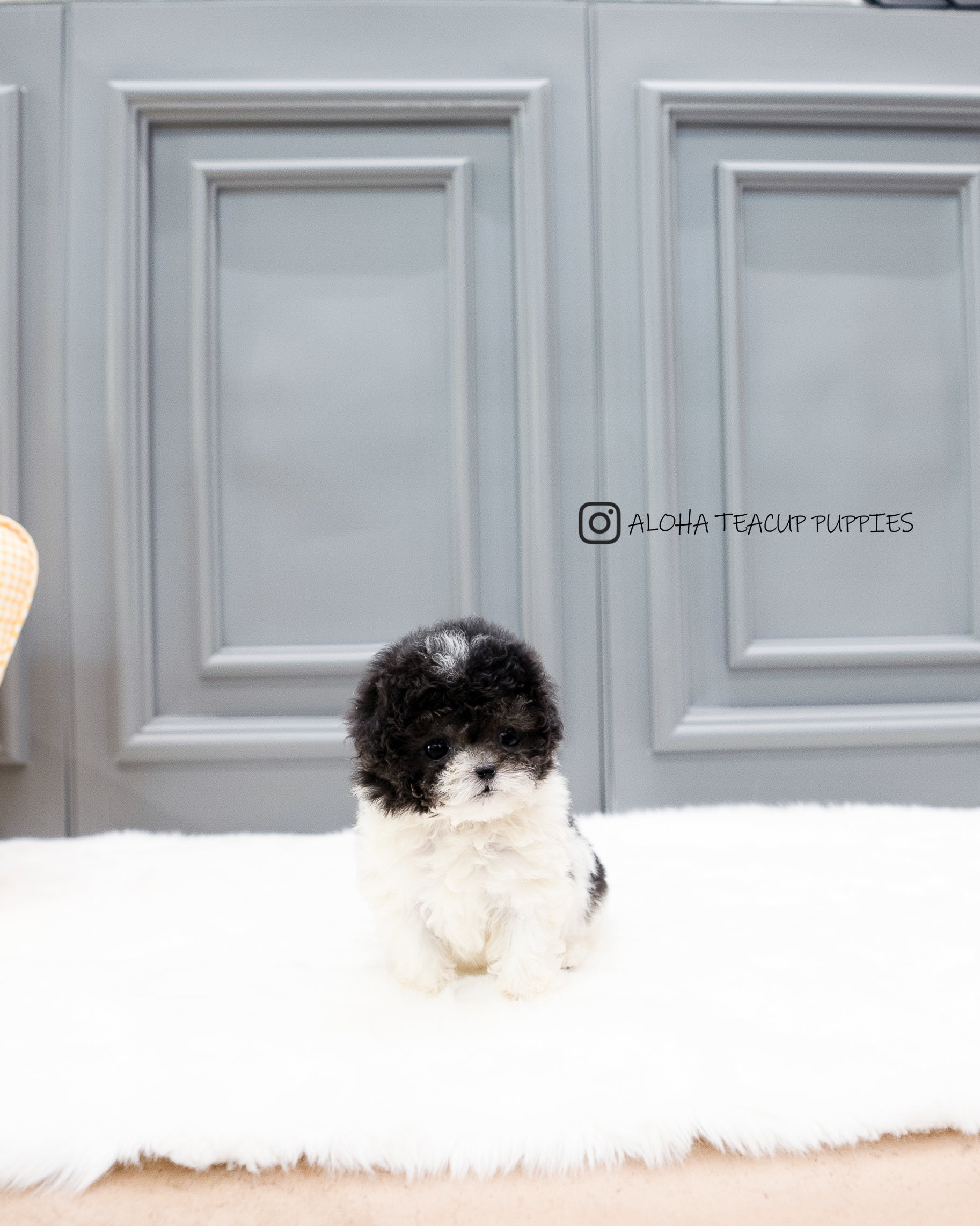 Lulu [TEACUP POODLE]