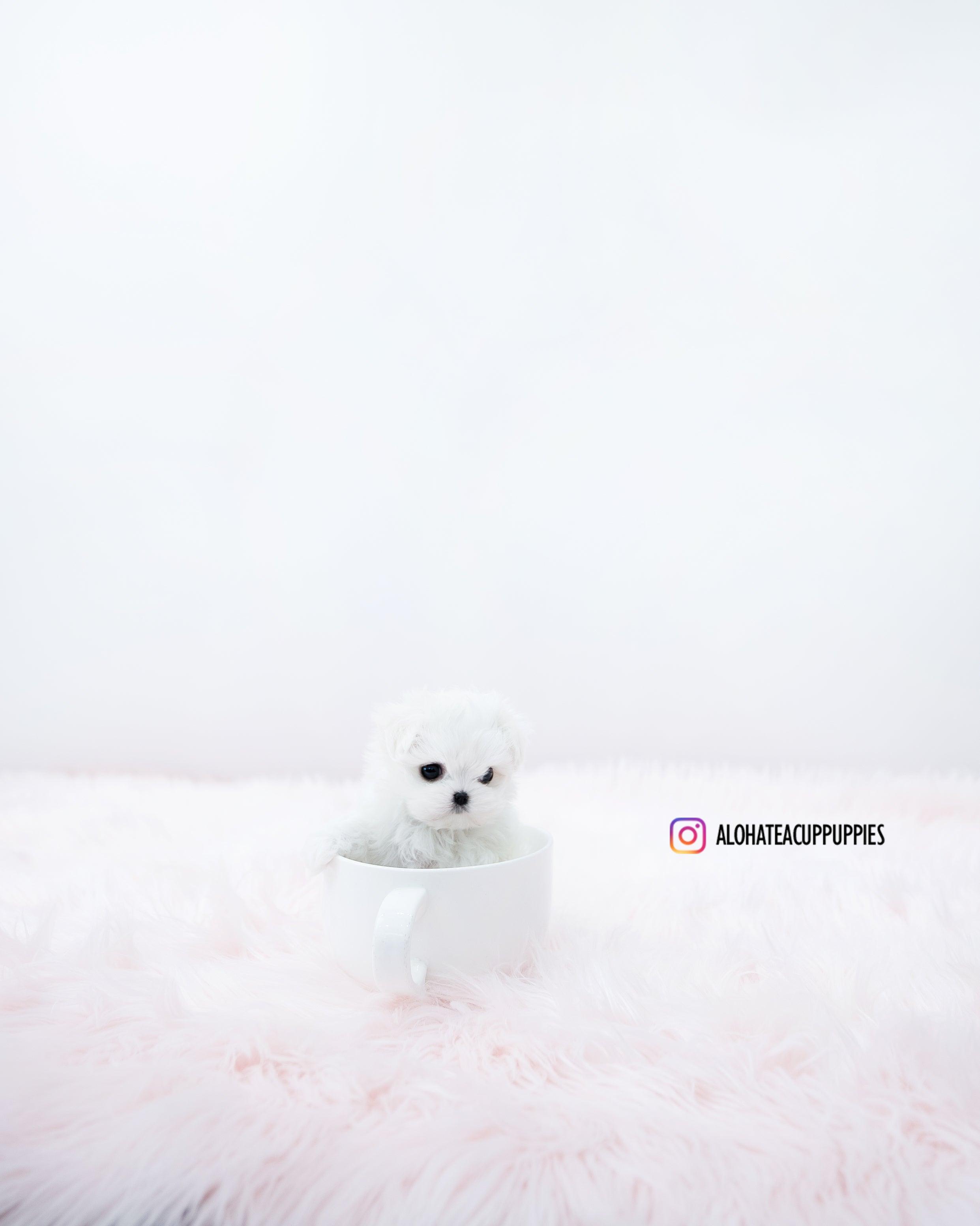 Clara [TEACUP MALTESE]