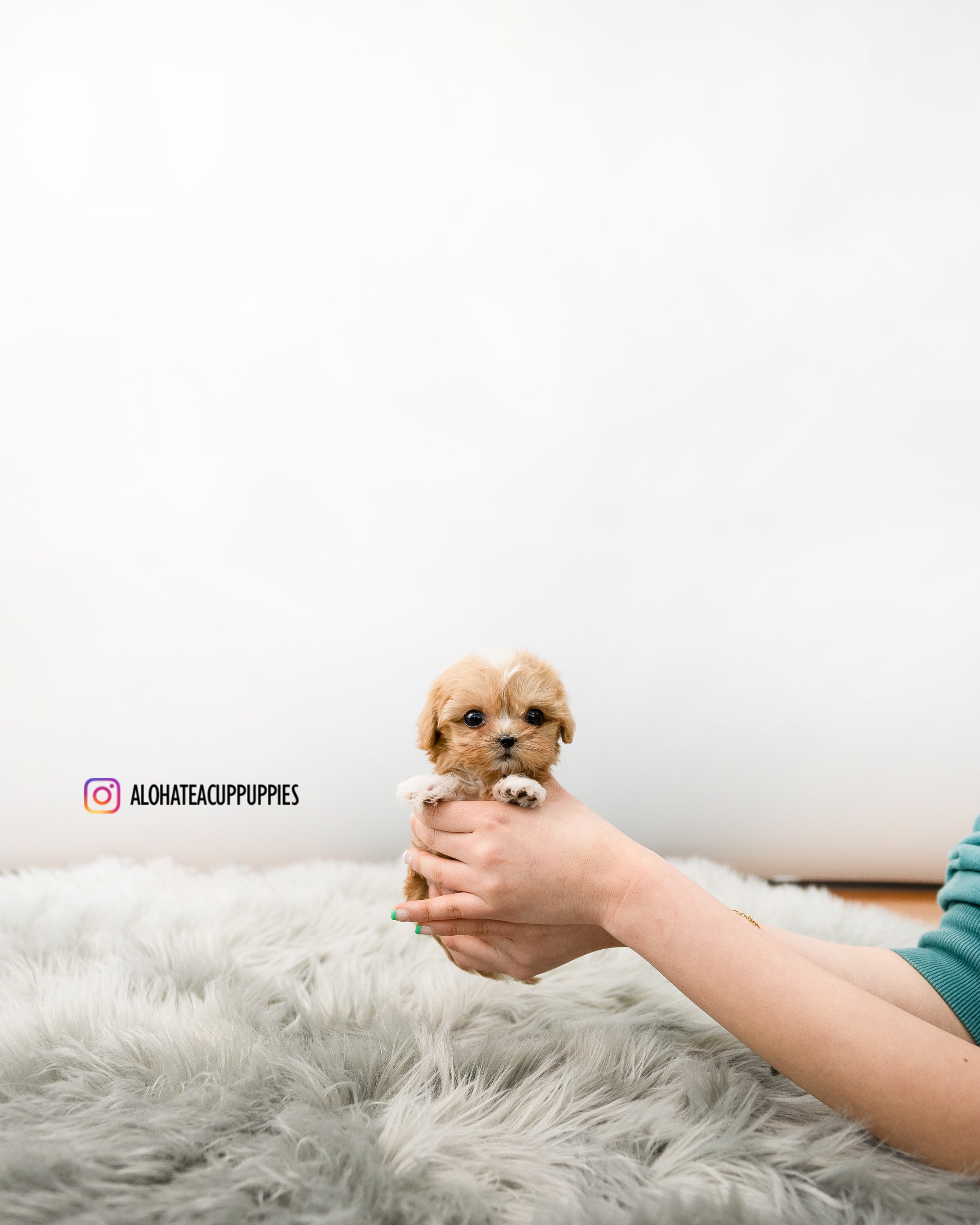 Nora [TEACUP MALTIPOO]