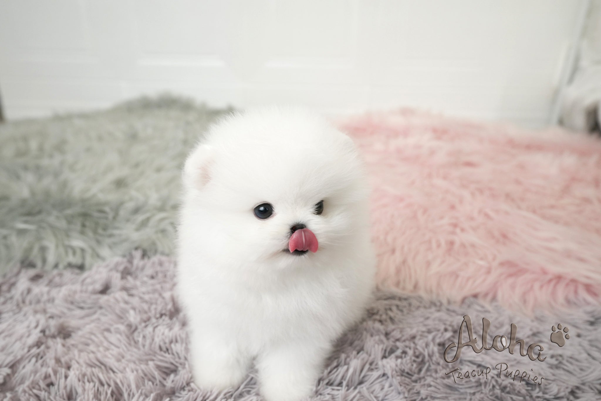 Lyn [TEACUP POMERANIAN]