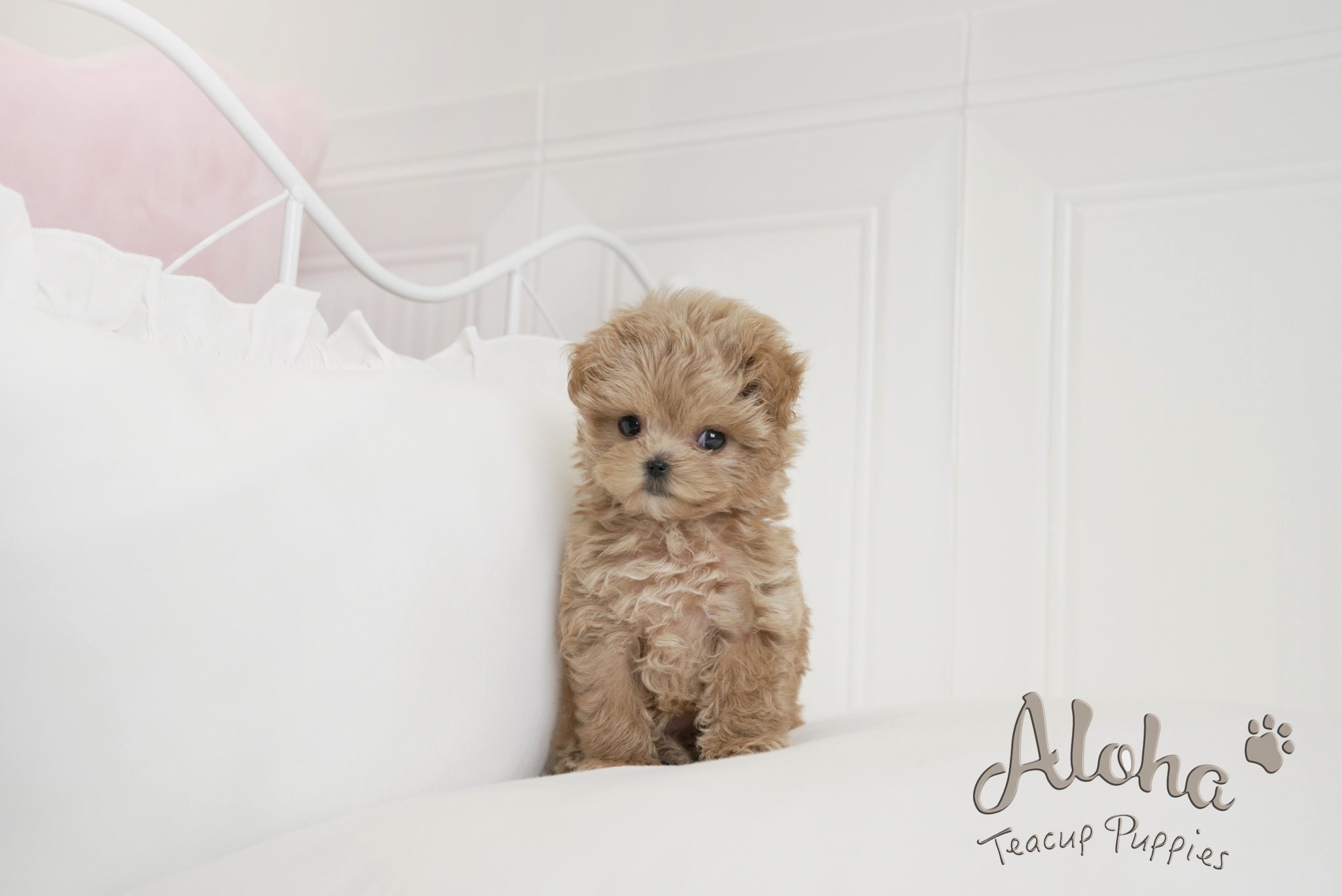 Hershey [TEACUP MALTIPOO]