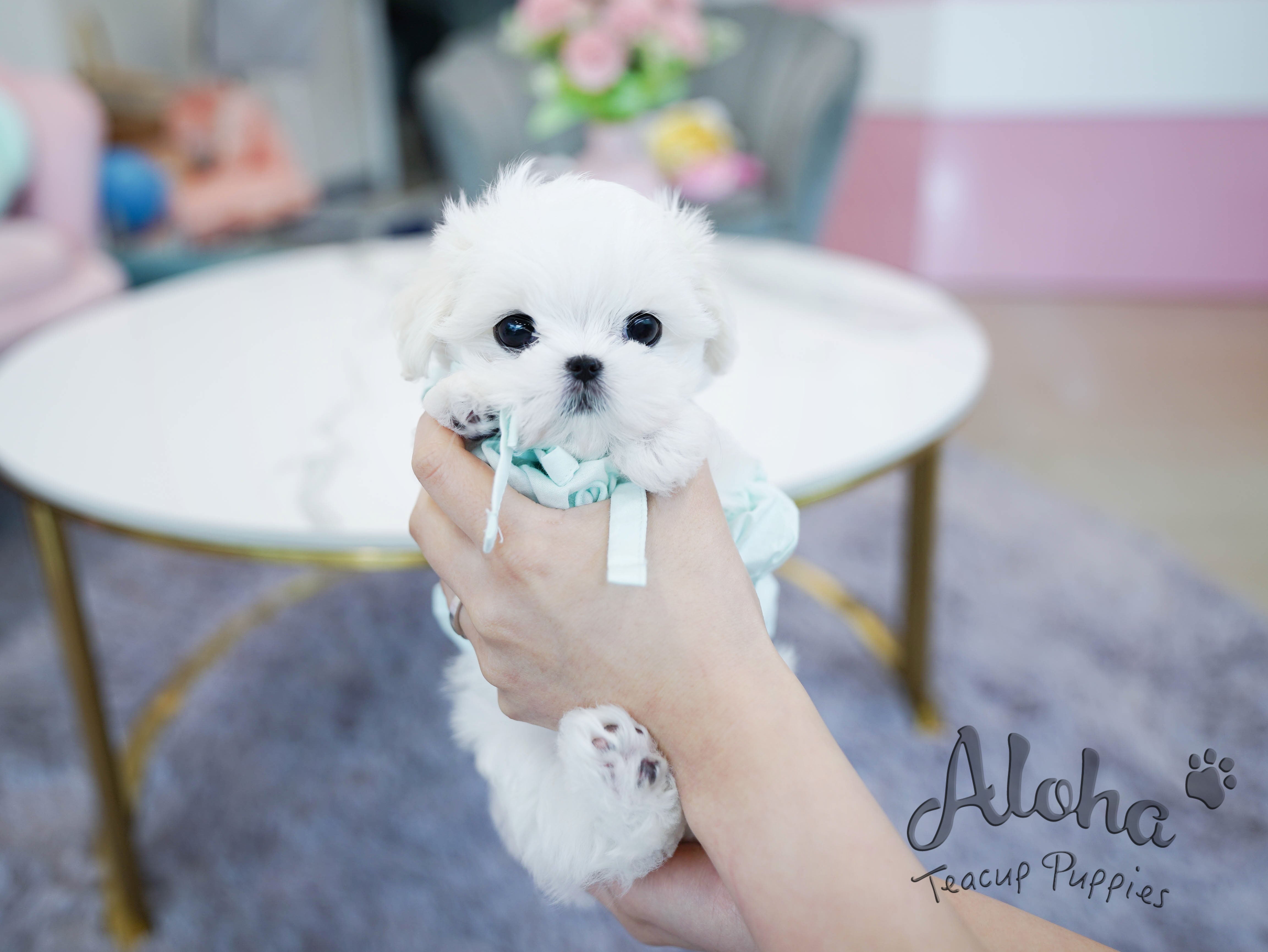 Agata [TEACUP MALTESE]