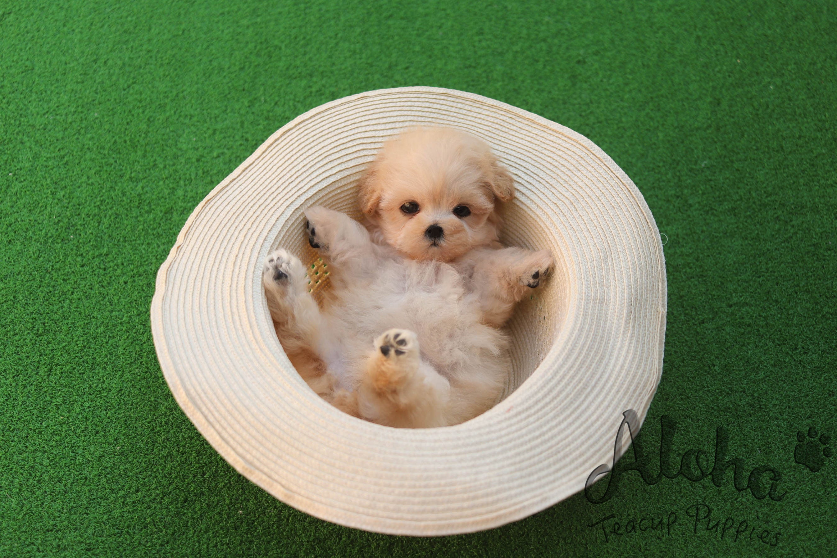 DANA [TEACUP MALTIPOO]