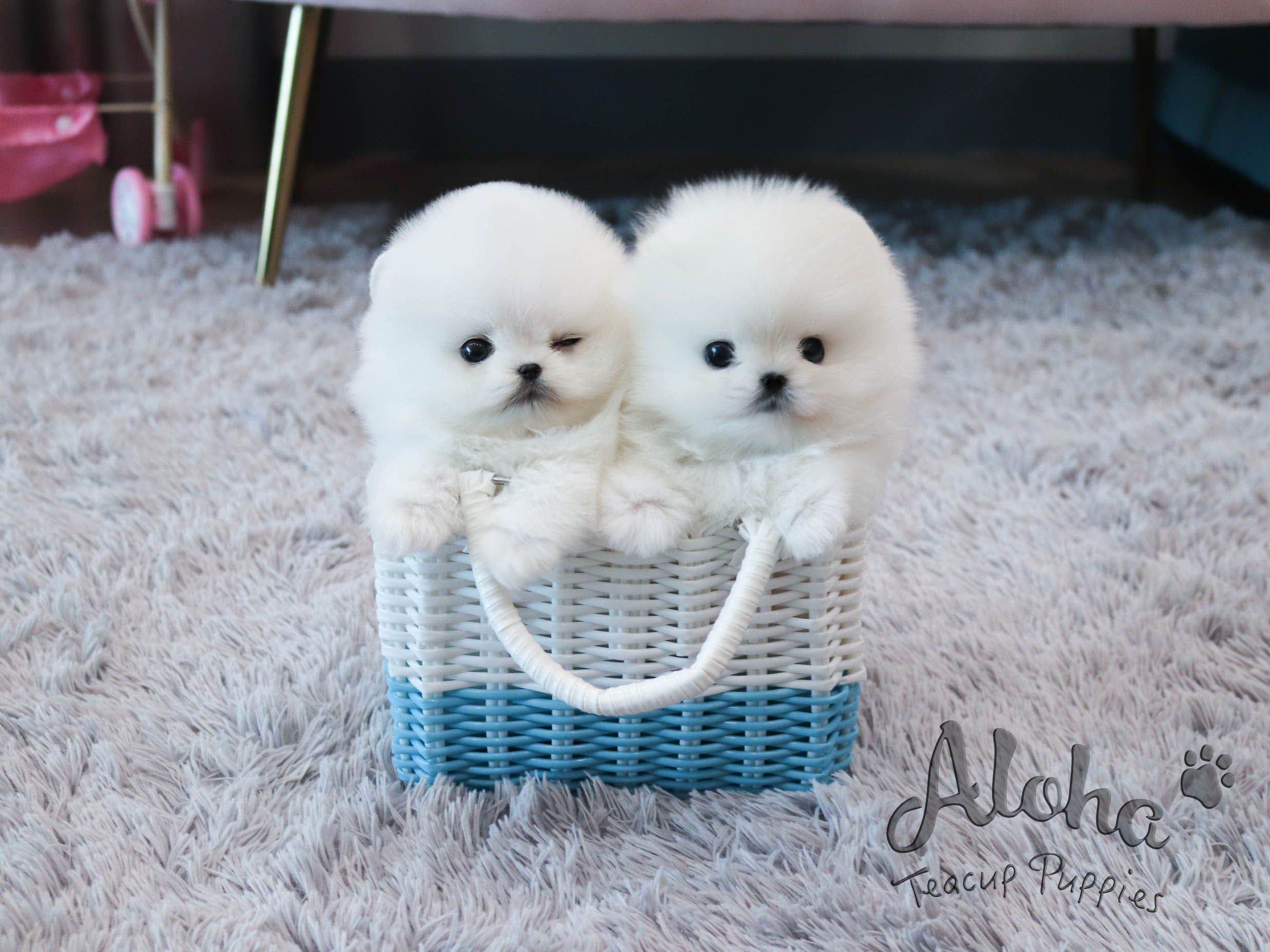 Melo&Molly [TEACUP POMERANIAN]