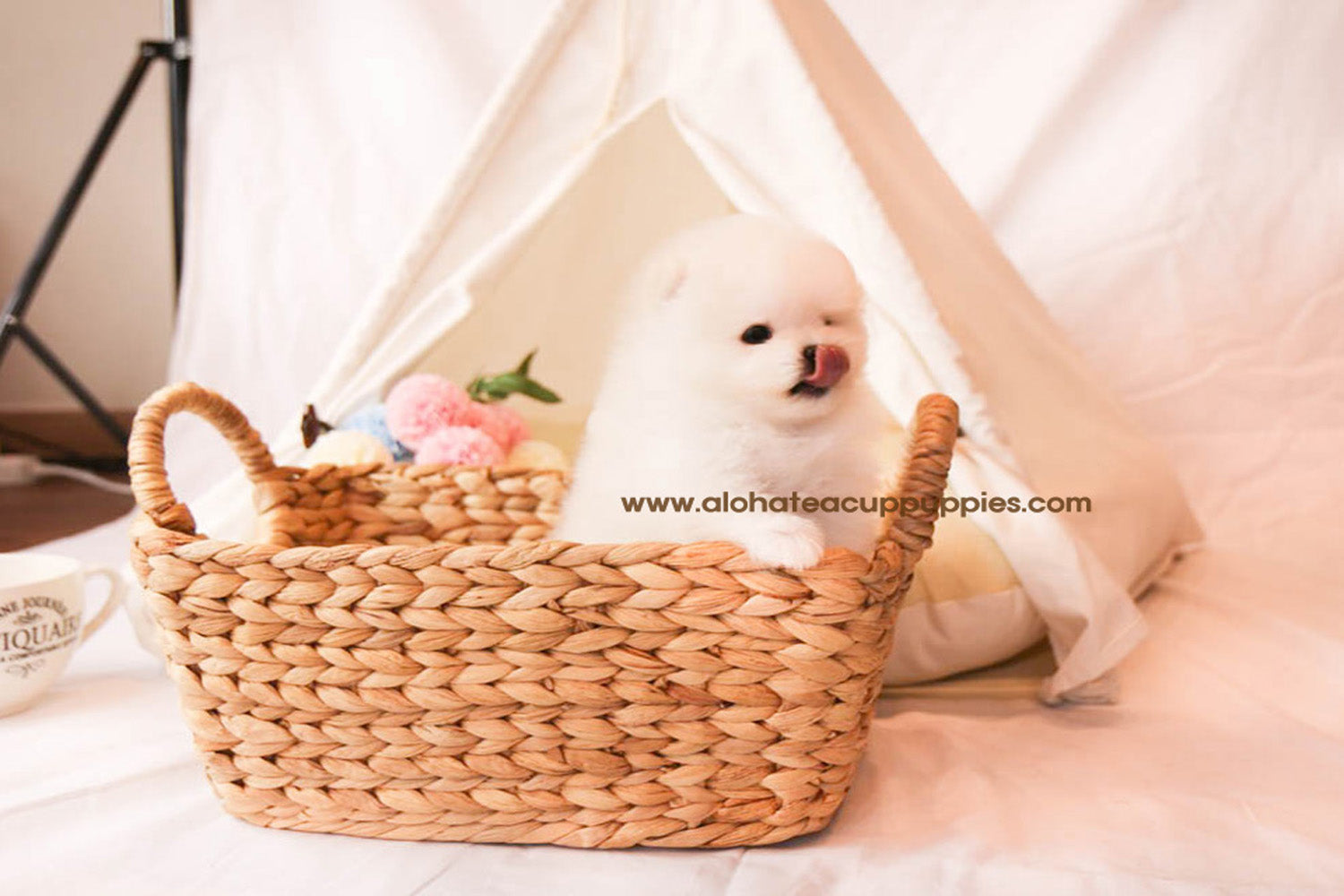 Phoebe - [Pomeranian] - Sold to Jason Chen