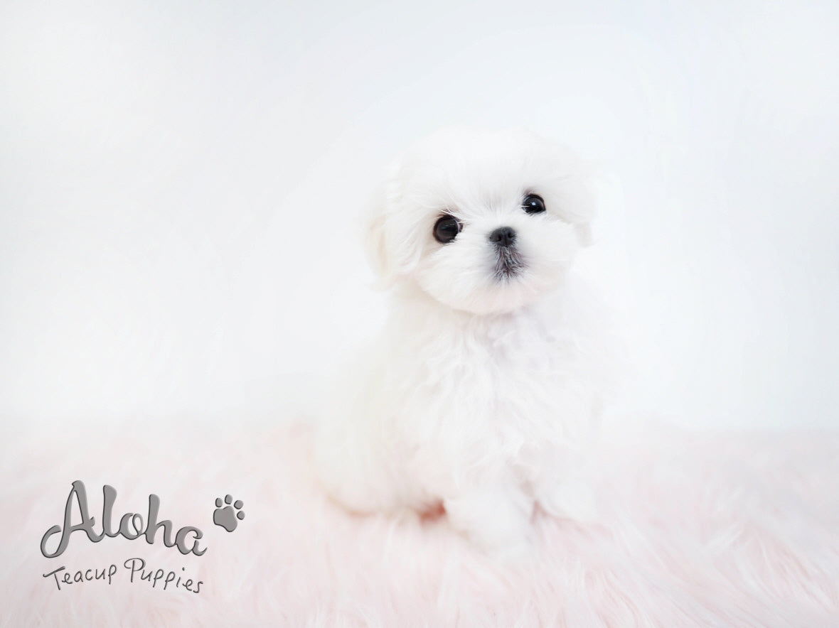 STAR [TEACUP MALTESE]