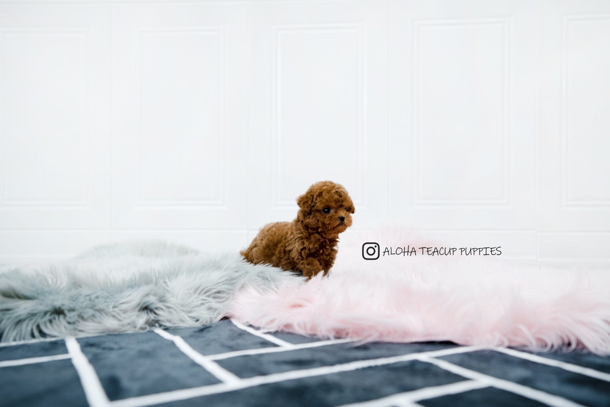 Sonny [TEACUP POODLE]