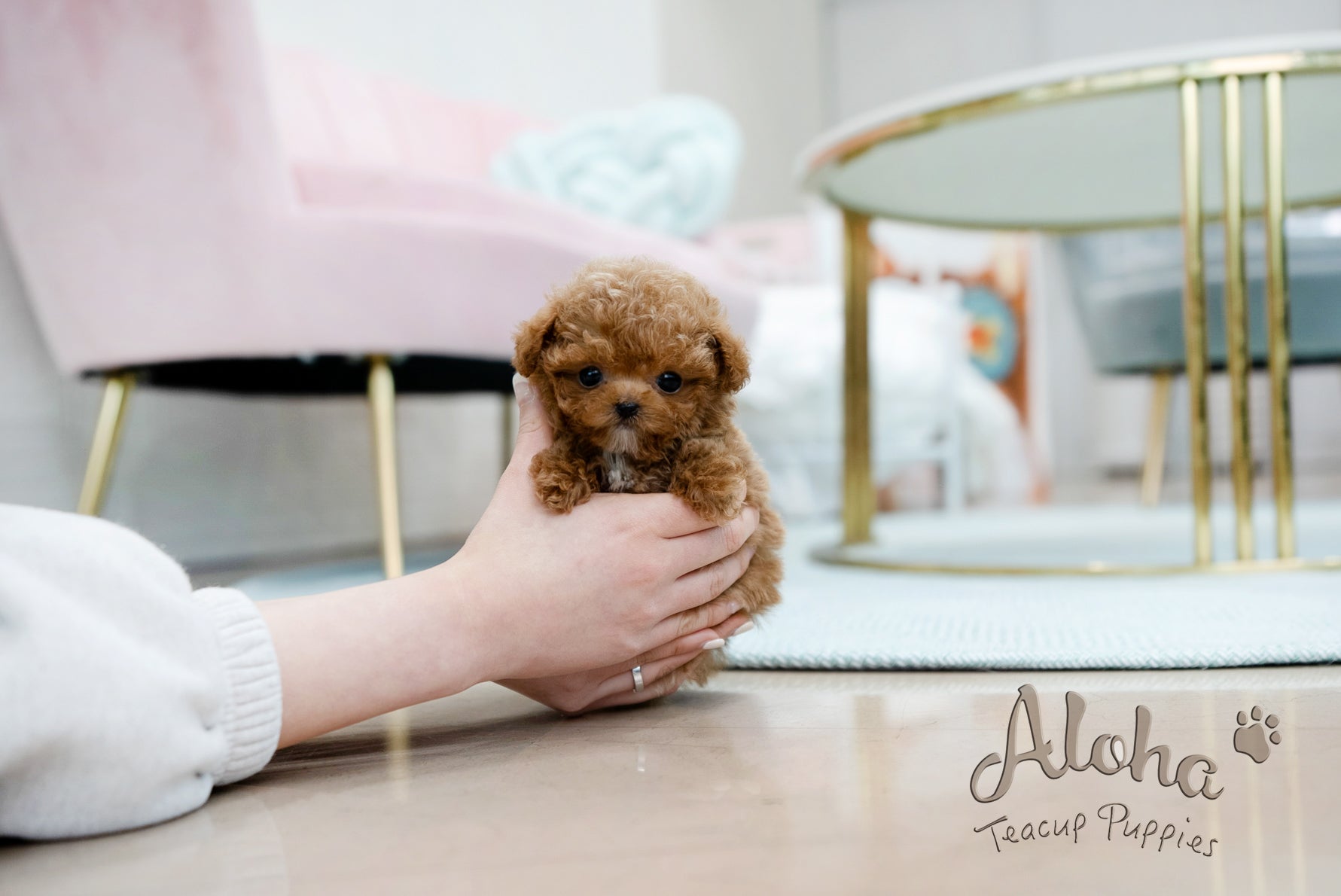 Peanut [TEACUP POODLE]